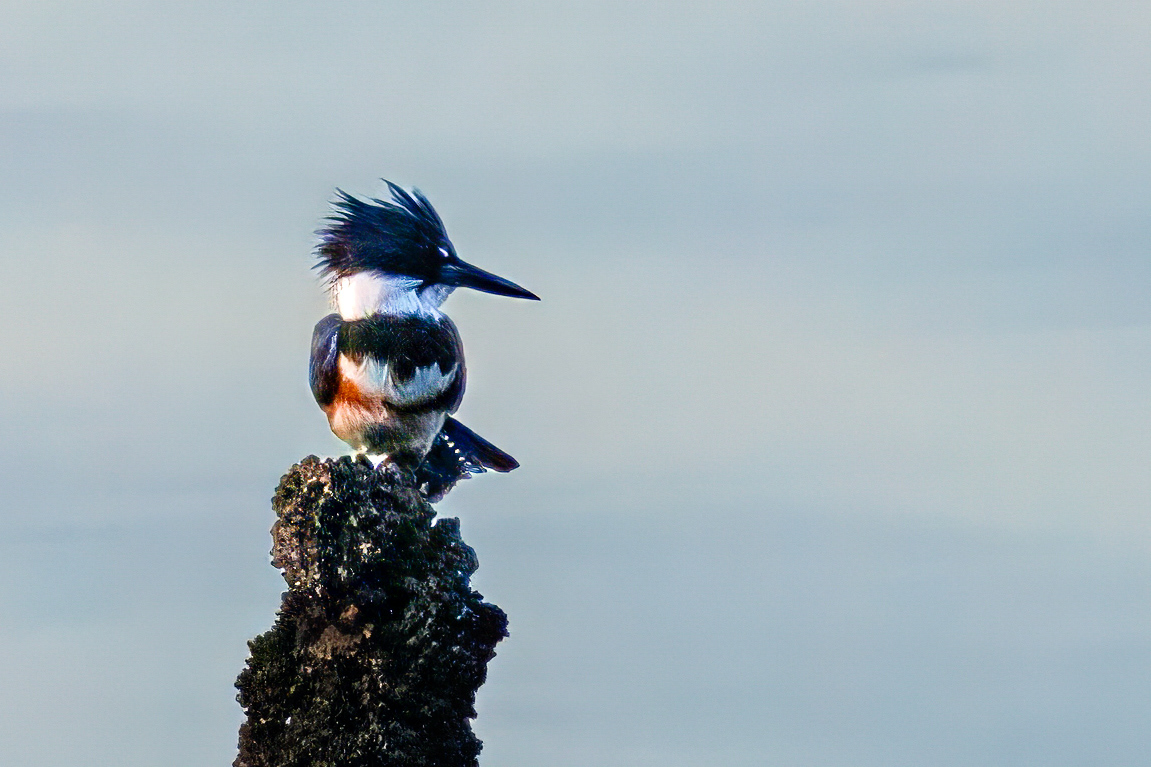 Kingfisher