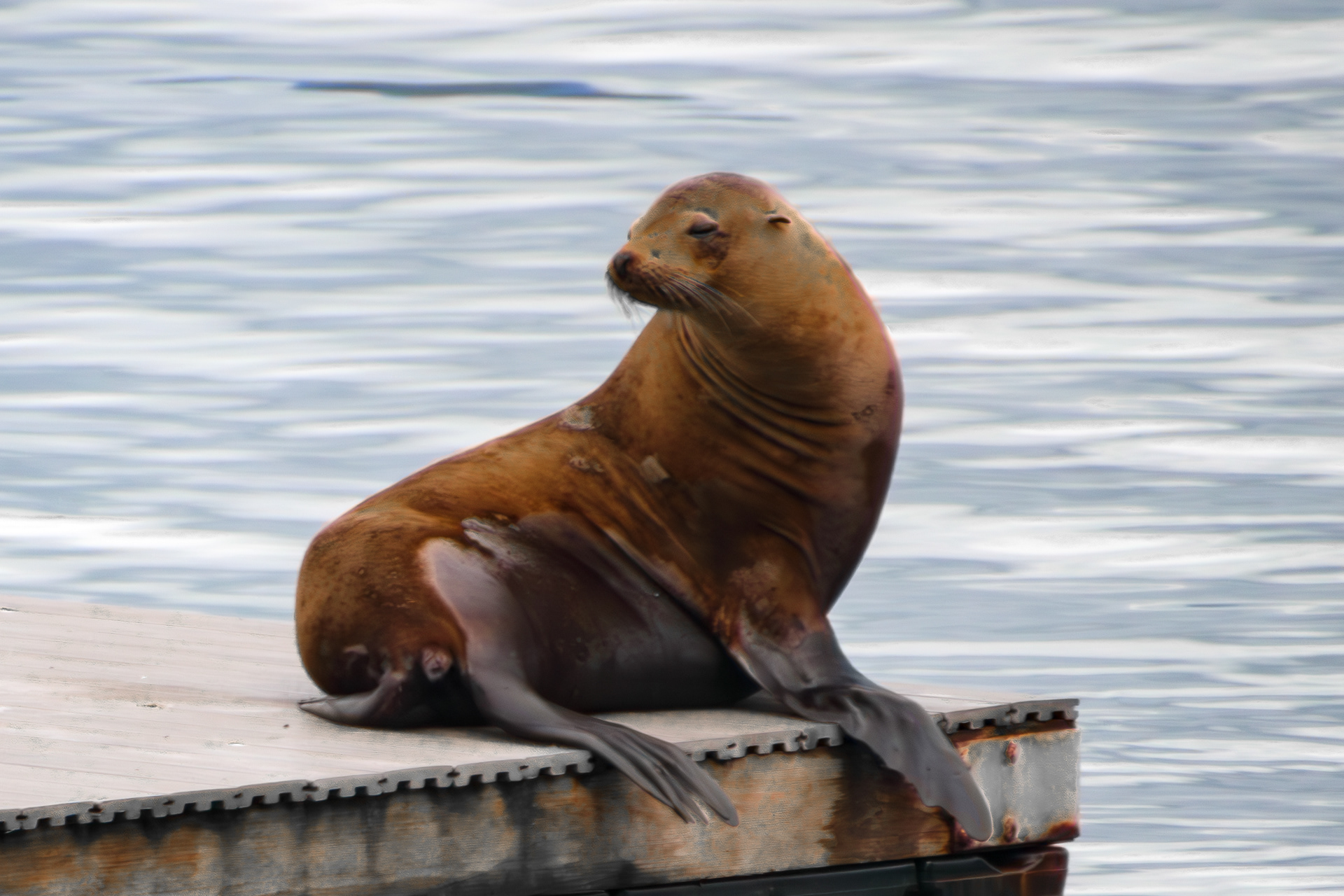 Sea Lion