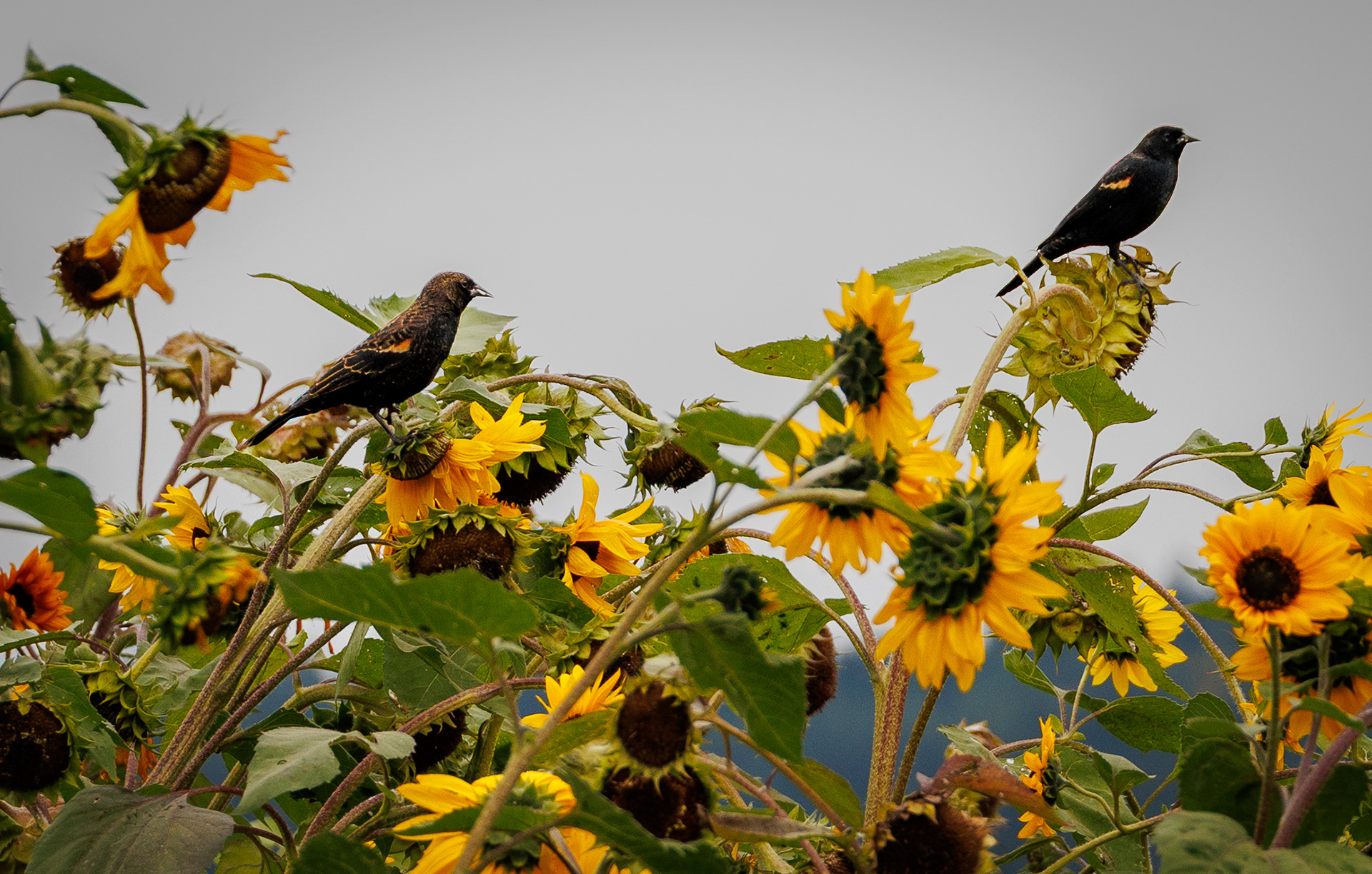 Redwinged Blackbirds