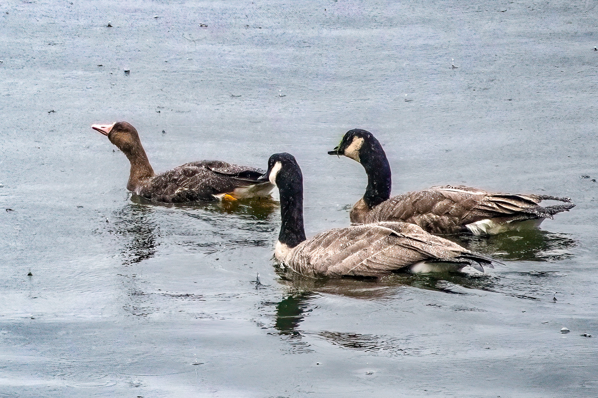 Greater White Fronted Goose and Canada Geese