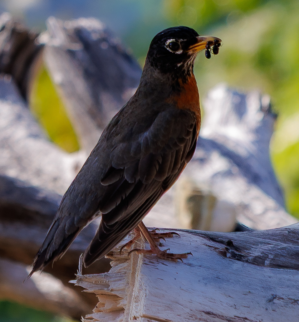 Robin