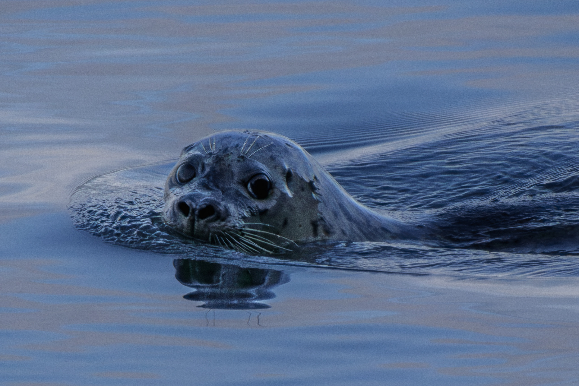 Harbor Seal