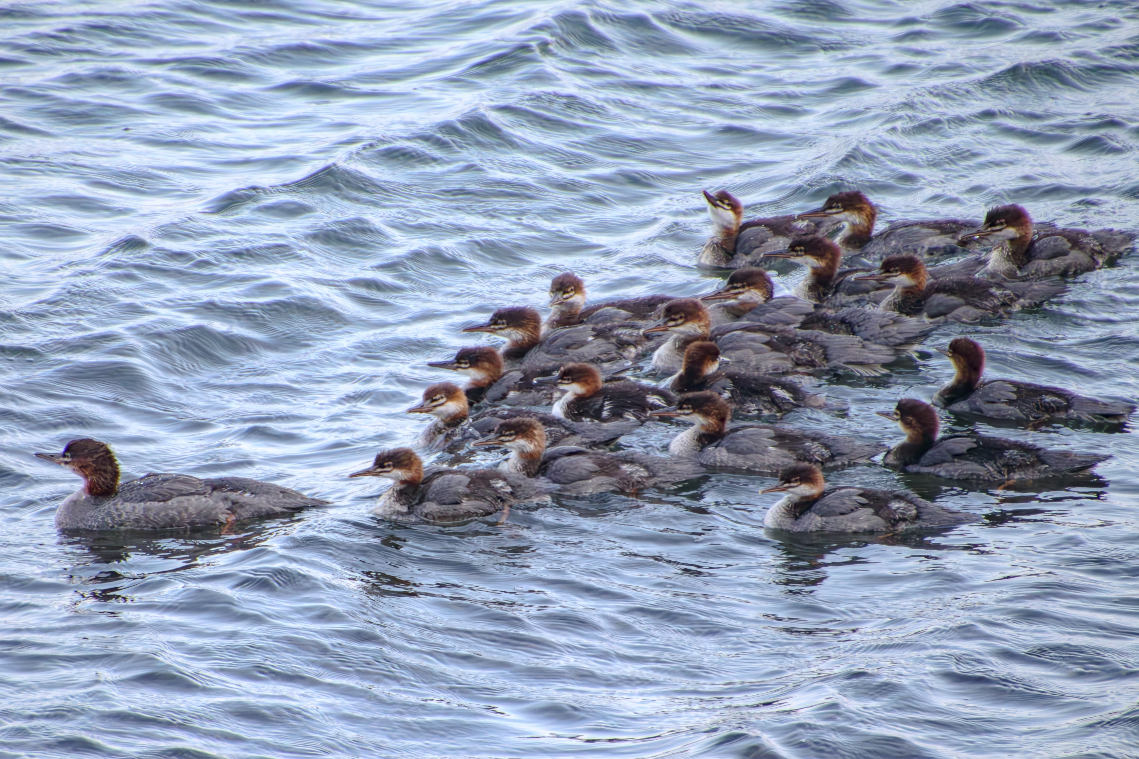 Female Merganser and many ducklings