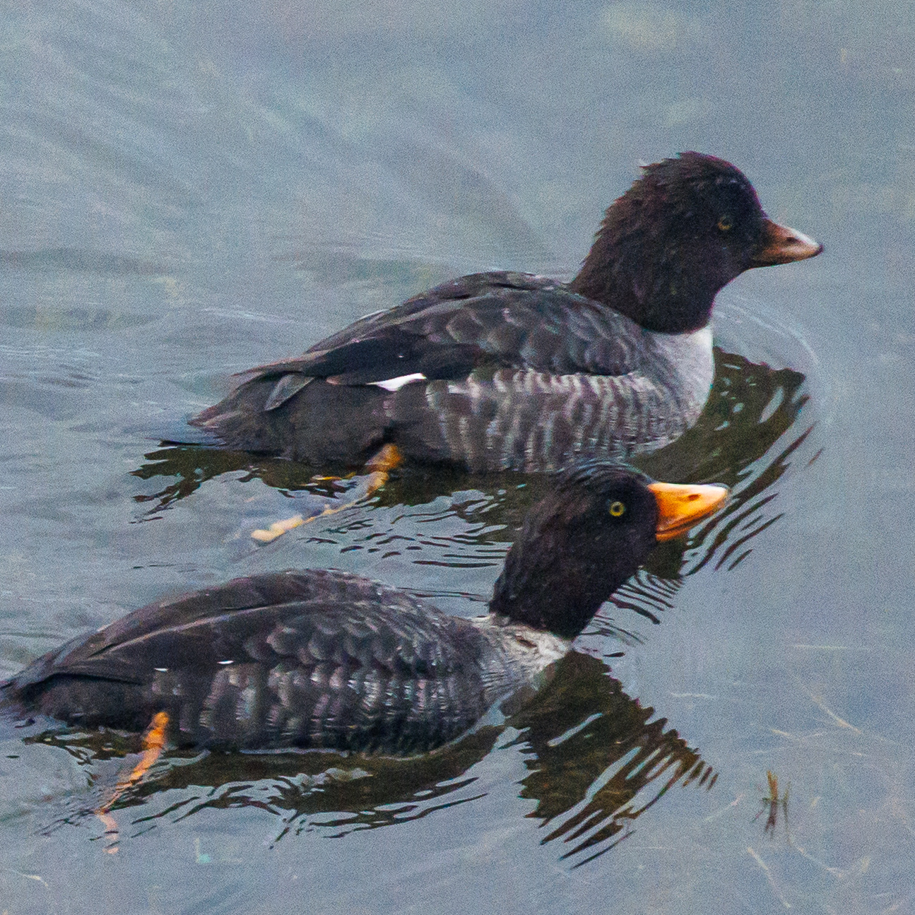 Female Common Goldeneye (top) and Female Barrow's Goldeneye