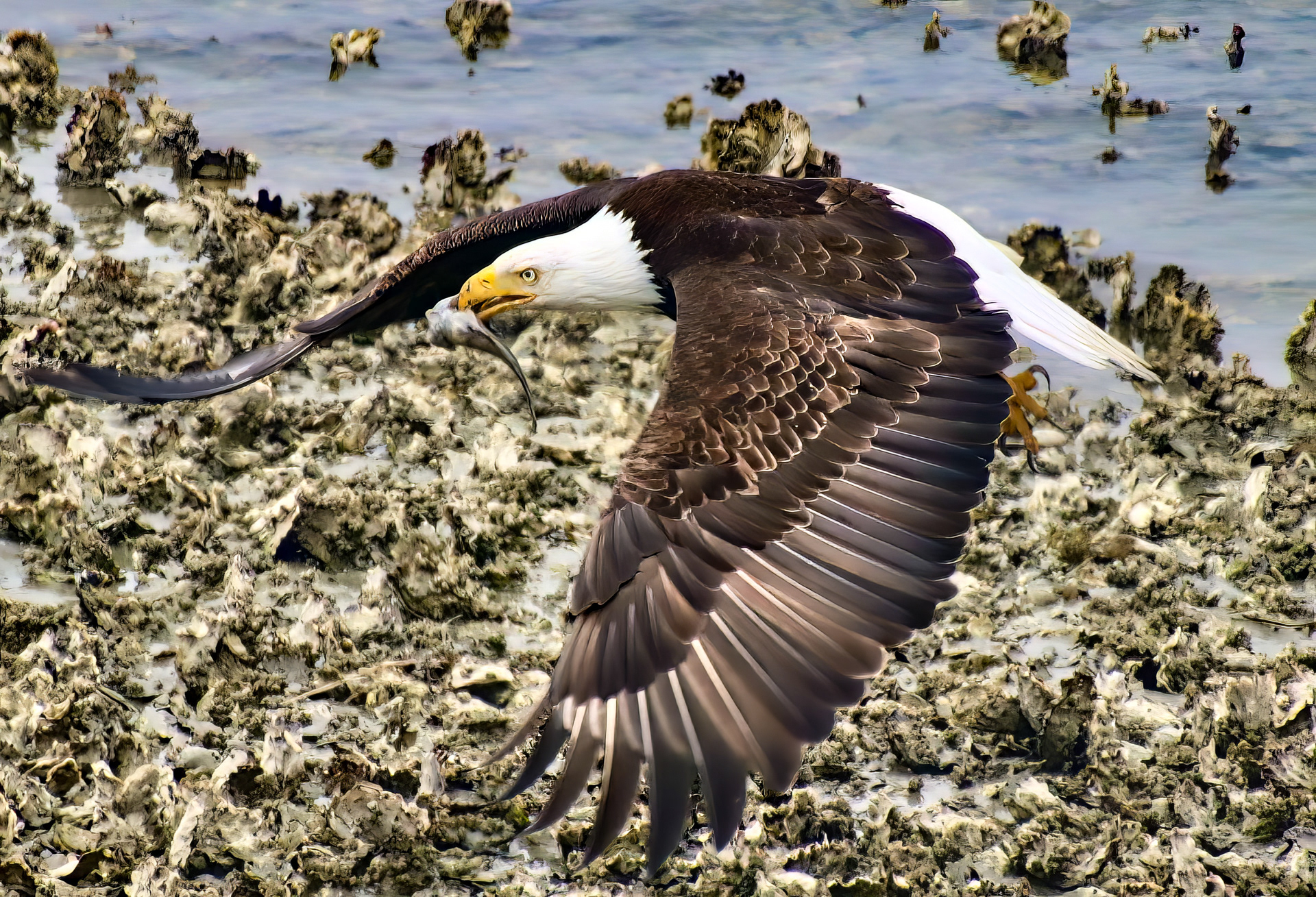 Bald Eagle