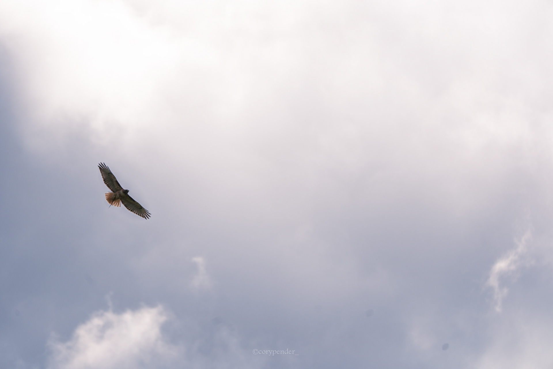Hawk