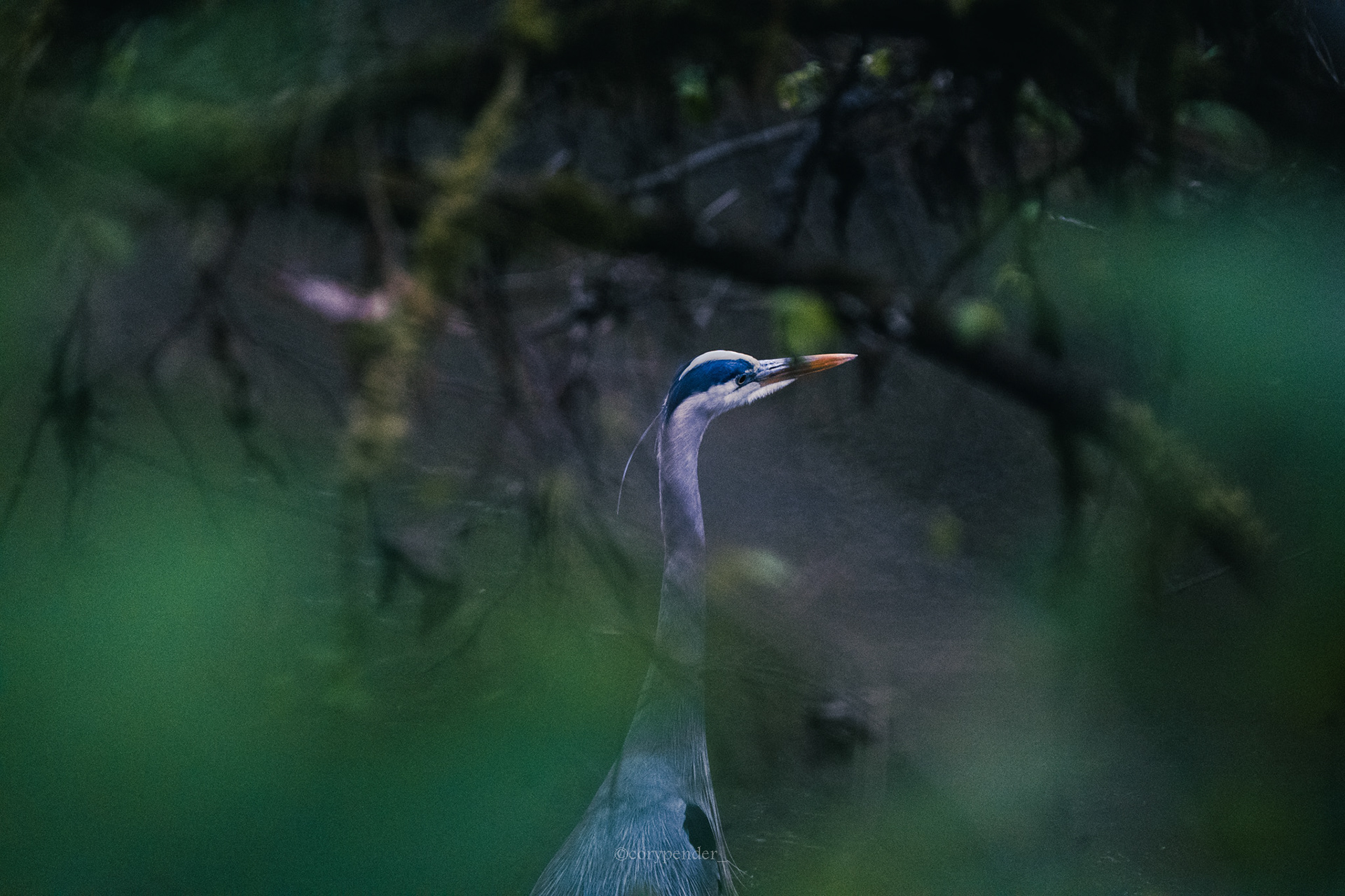 Great Blue Heron