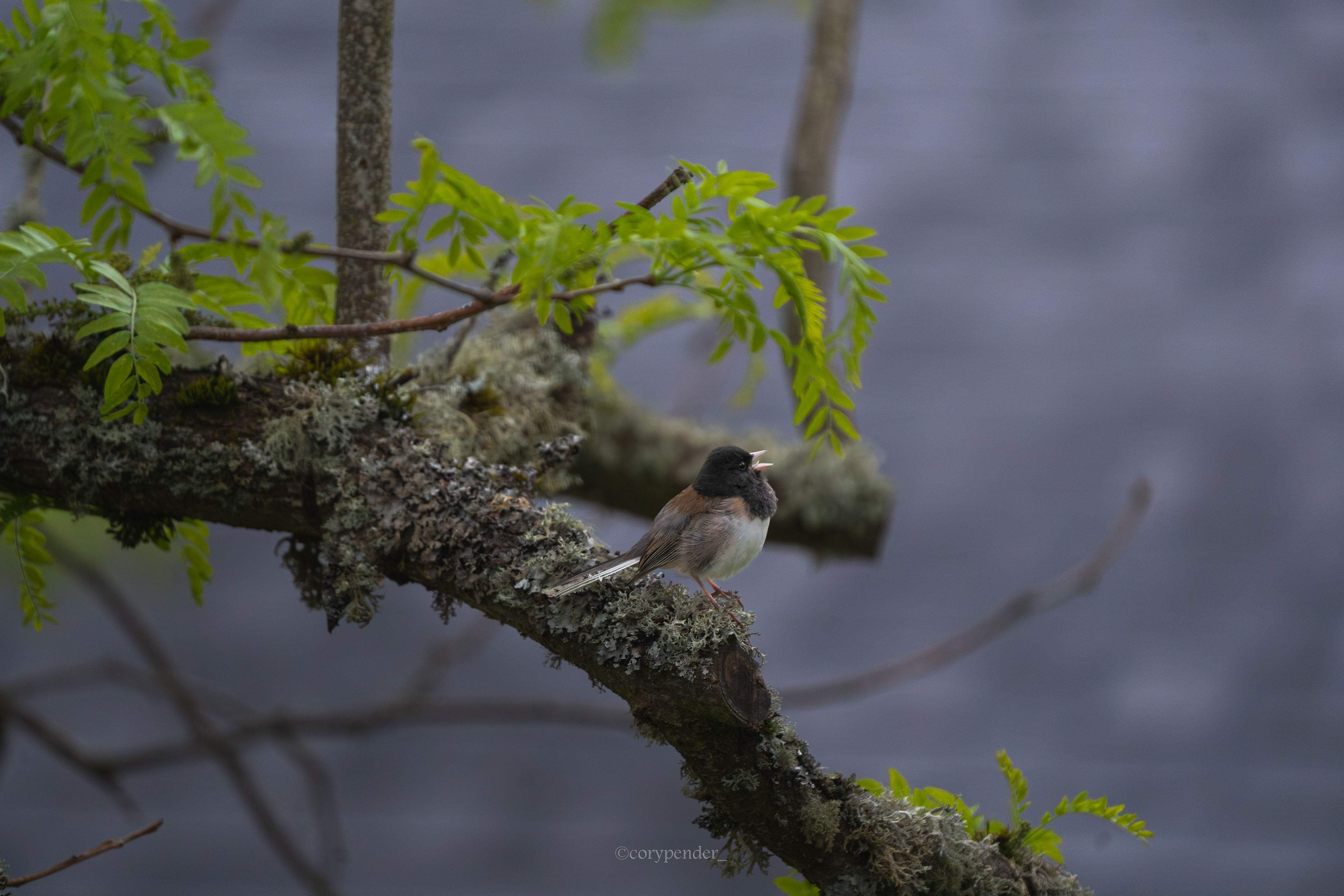 Dark-eyed Junco