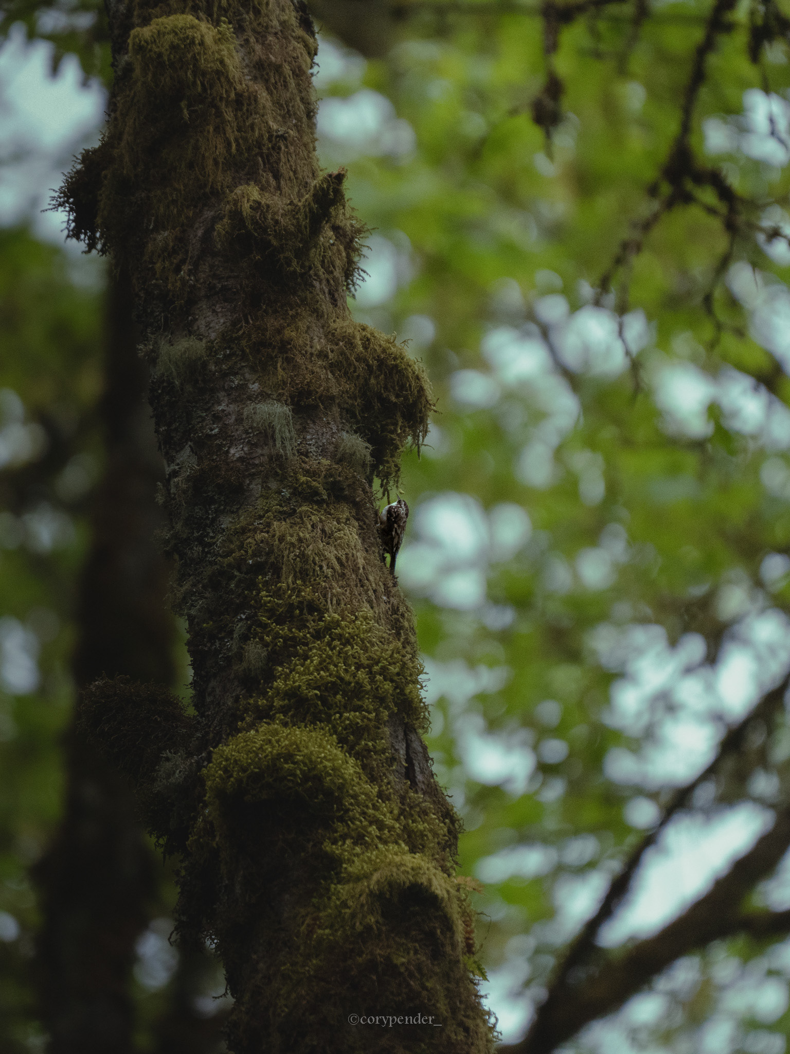 Brown Creeper