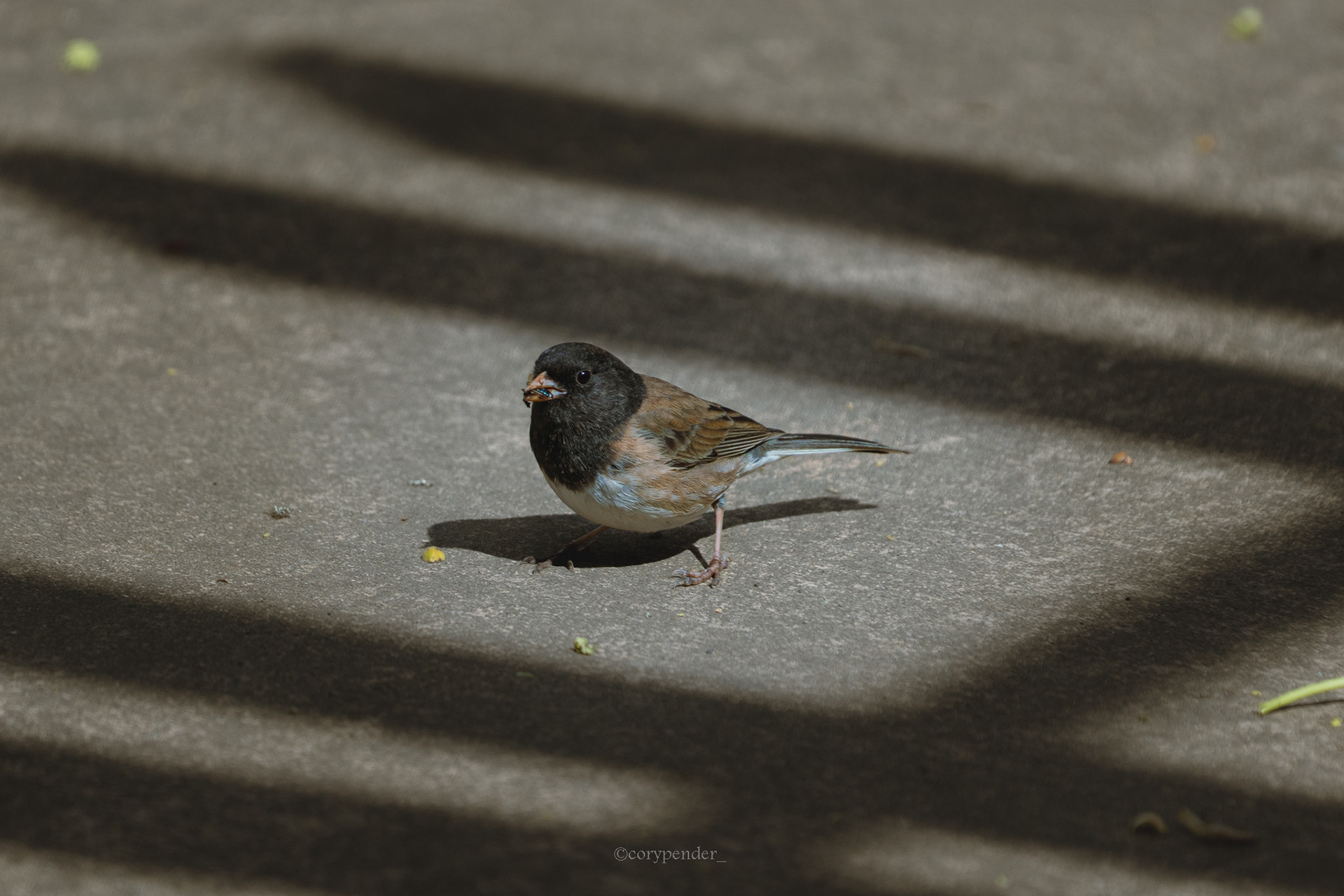 Dark-eyed Junco