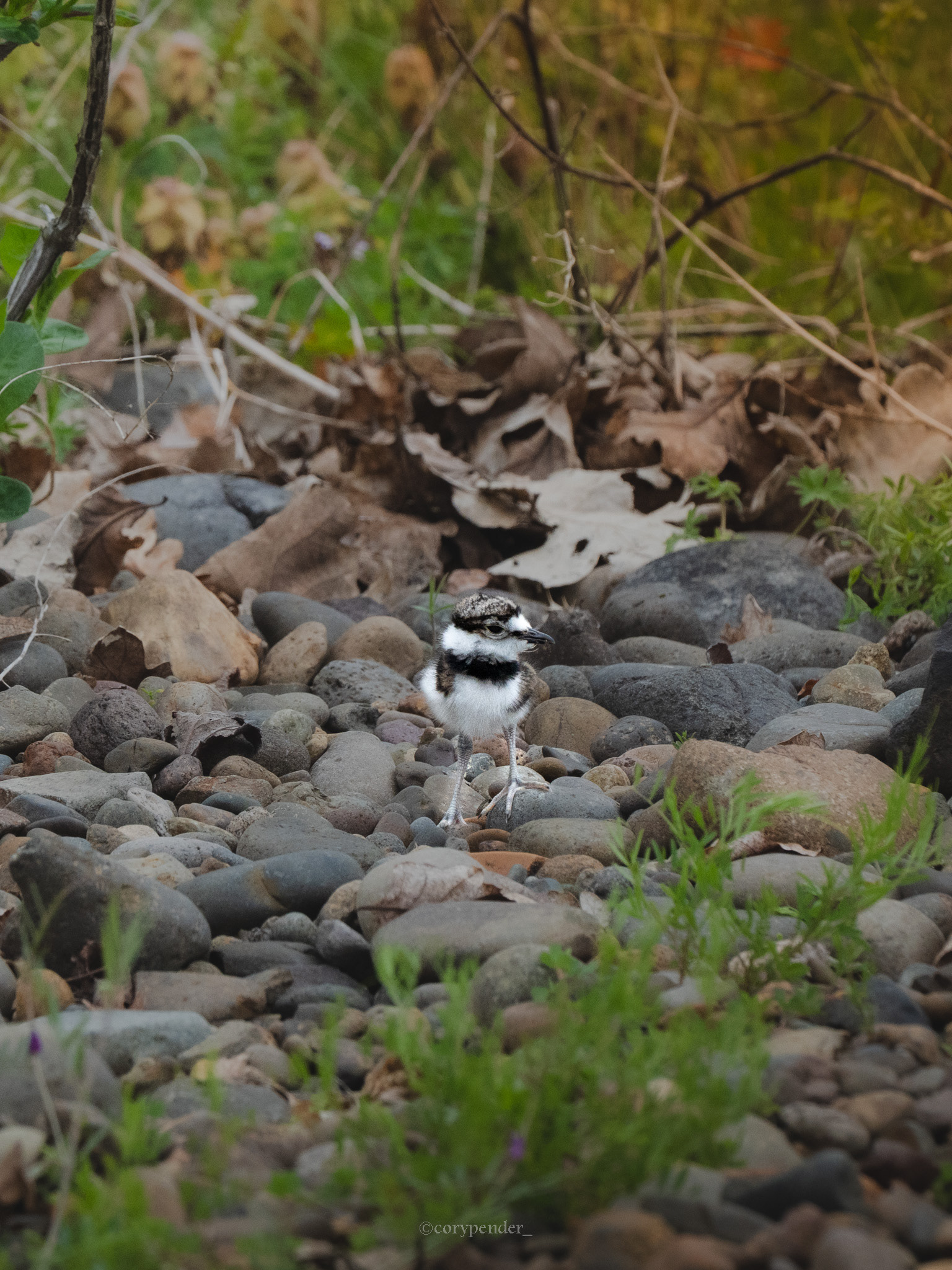 Killdeer Chick