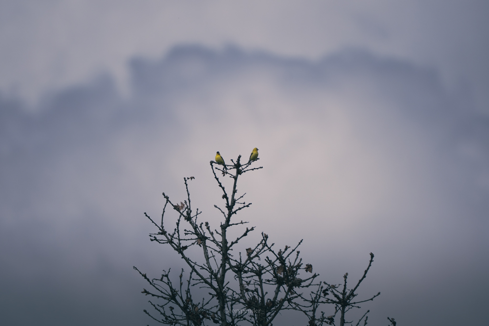 American Goldfinch