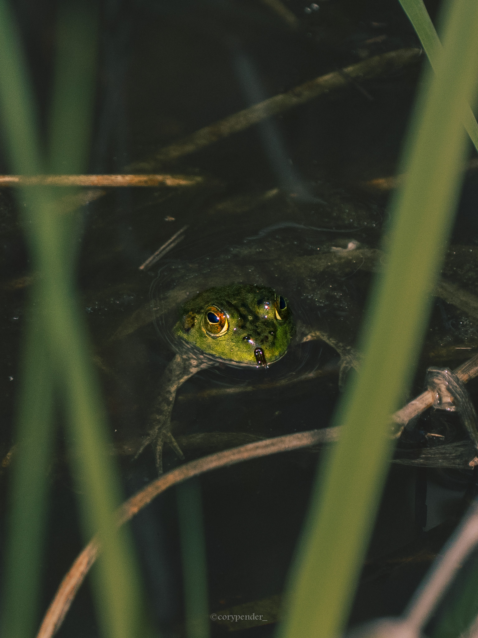 American Bullfrog