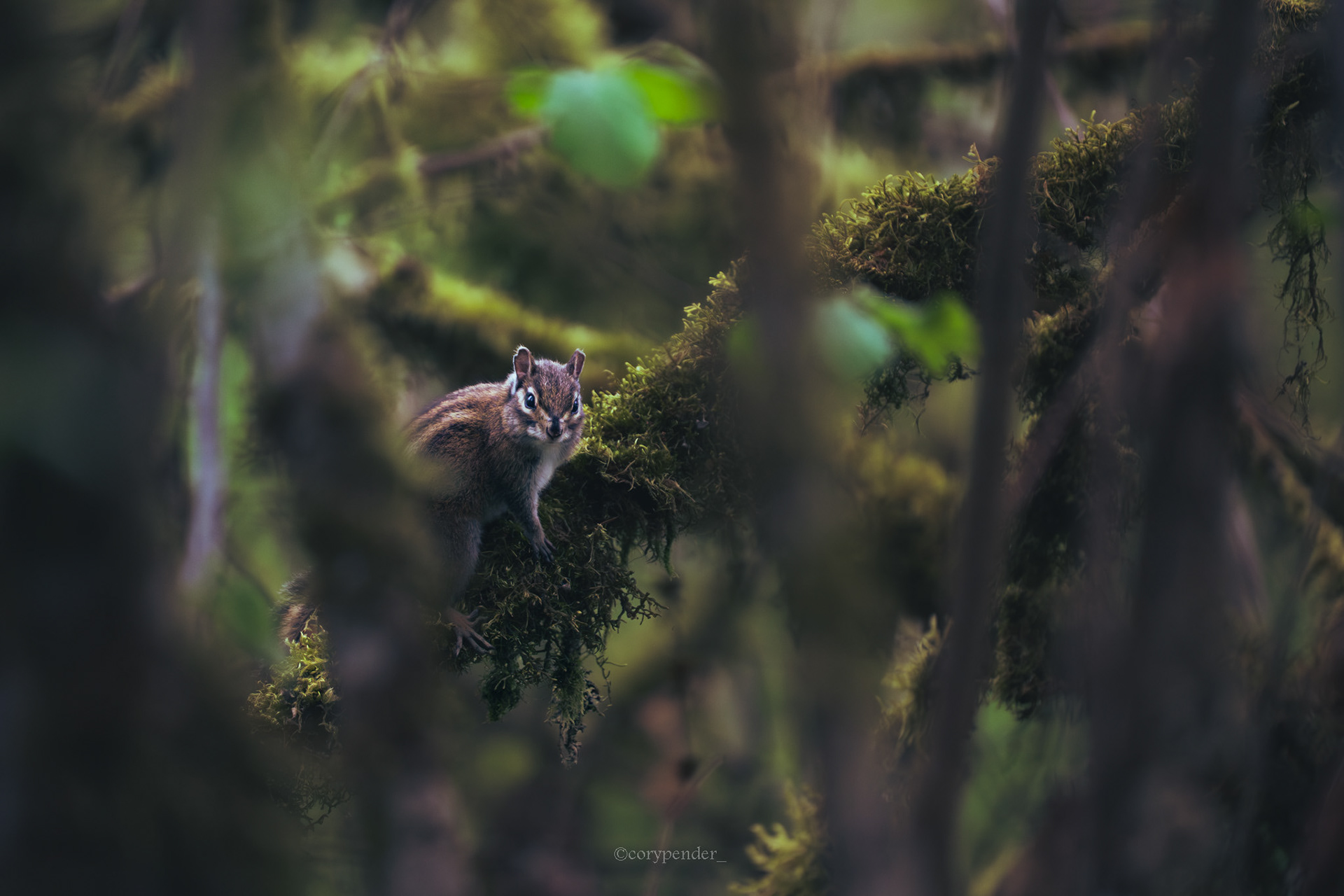 Townsends Chipmunk