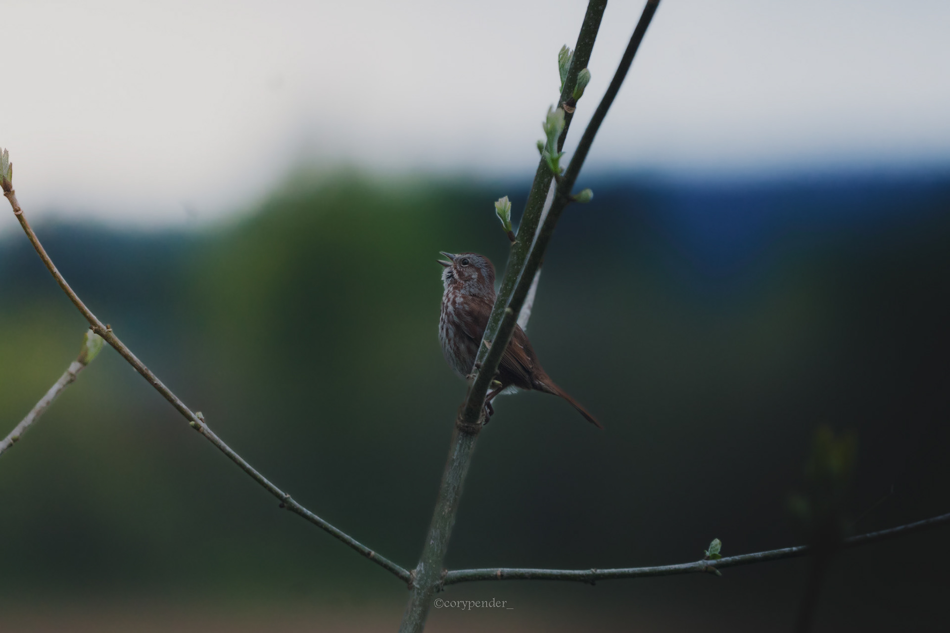 Song Sparrow