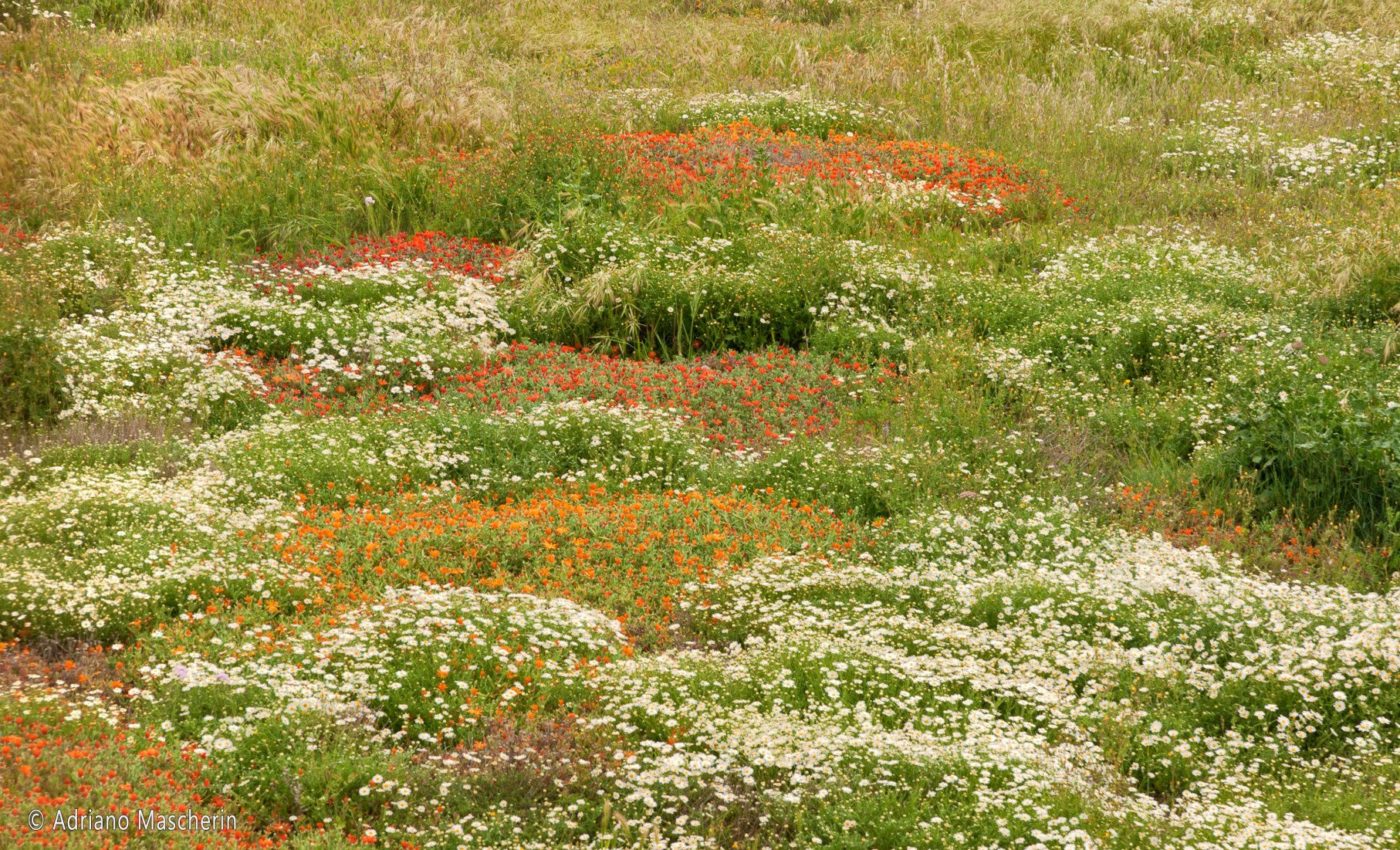 Sinis - Fioriture - Flowering
