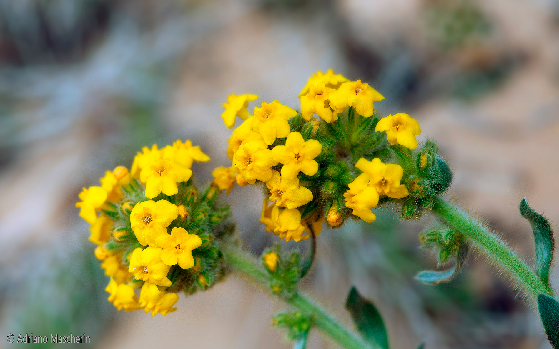 Cryptantha confertiflora - Yellow Cryptantha - Staircase