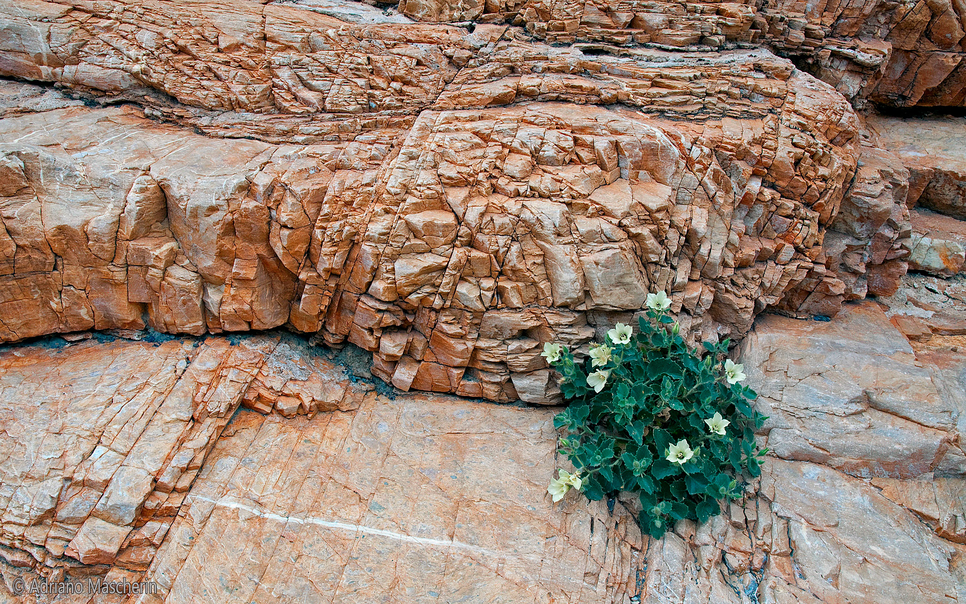 Eucnide Urens - Desert Rock_Nettle - Mosaic Canyon Death Valley
