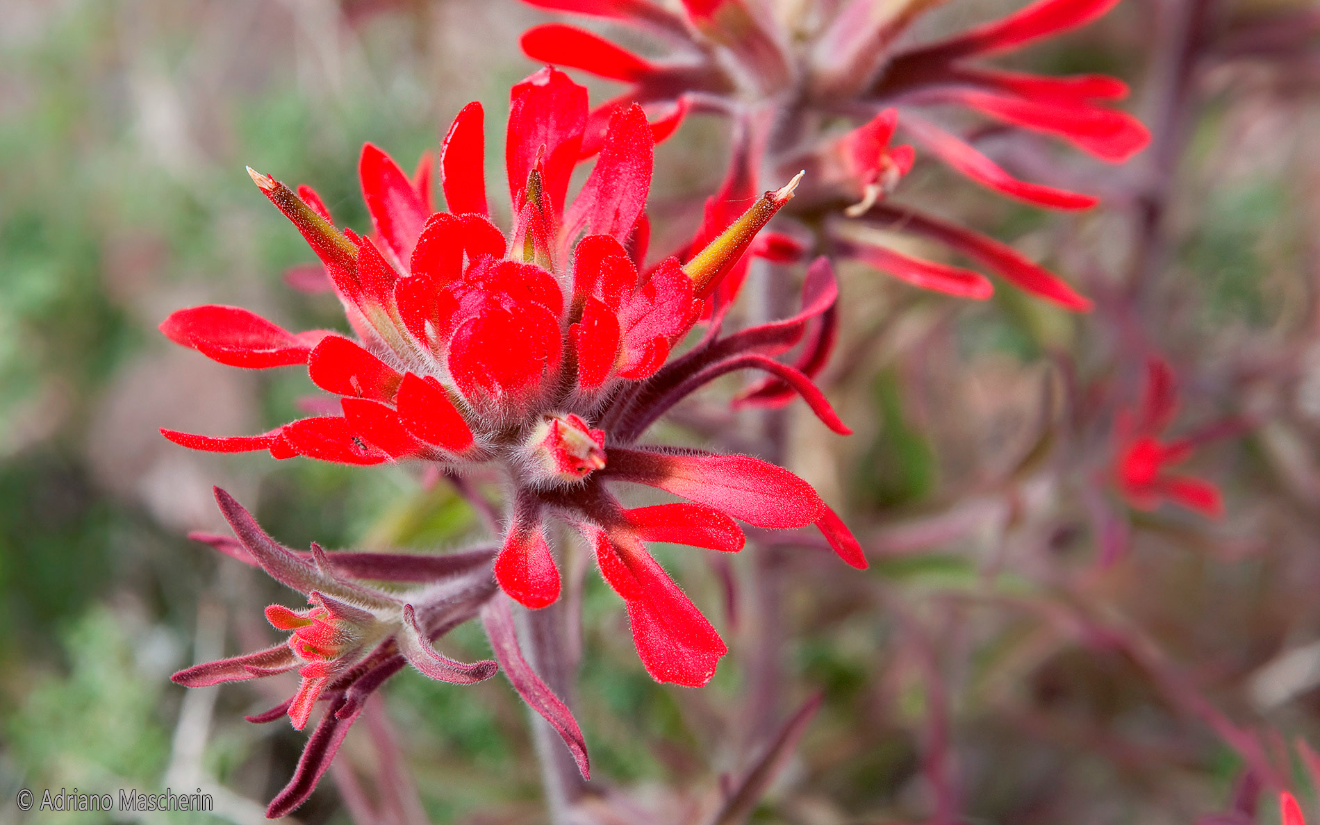 Castilleja Applegatei Ssp Martinii - DeathValley