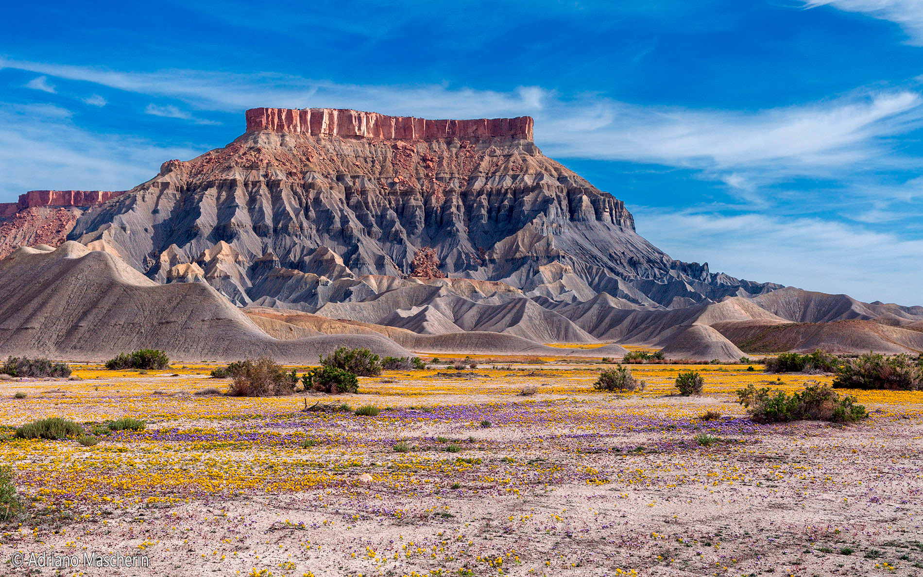 Blooming at Caineville Mesa