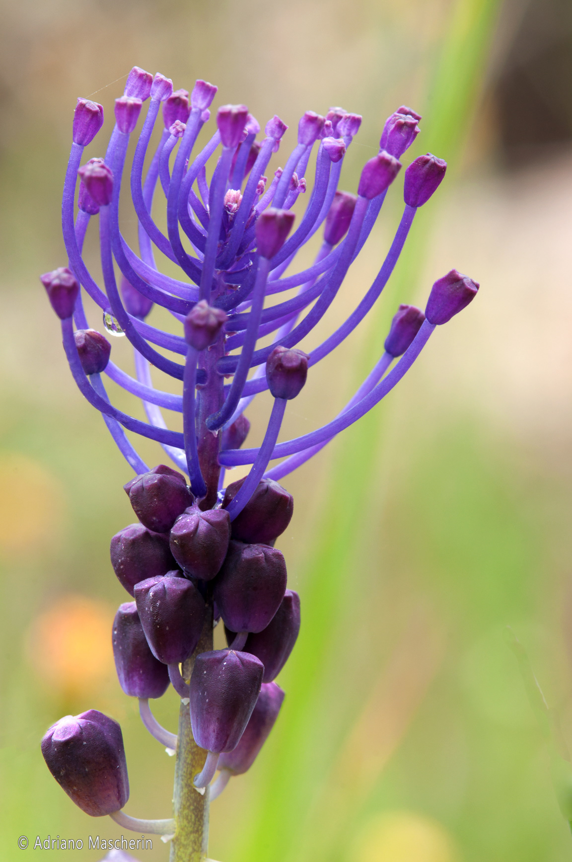 Fluminimaggiore - Muscari Comosum