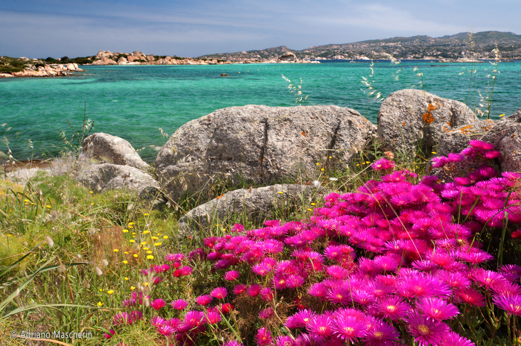 Maddalena - Delosperma Cooperi - Erba Cristallina di Cooper