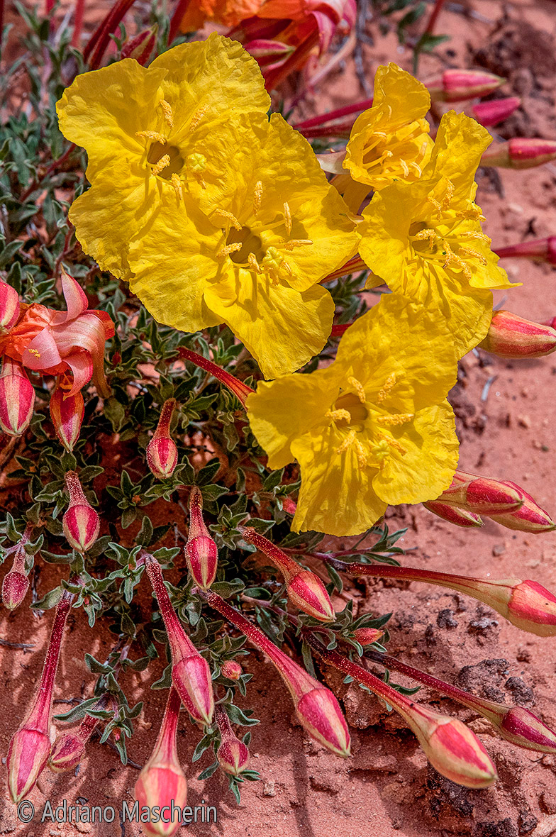 Oenothera Stubbei - Saltillo Evening Primrose - Neddle NP