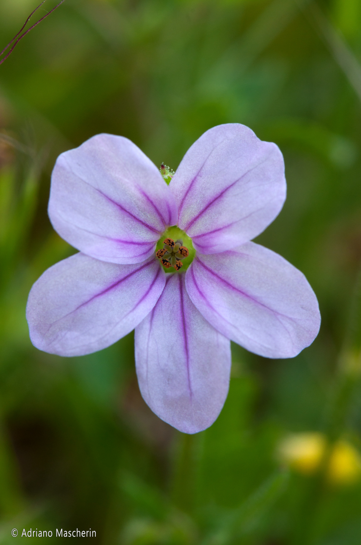 Maddalena - Erodium Btrys - Becco di gru Botri