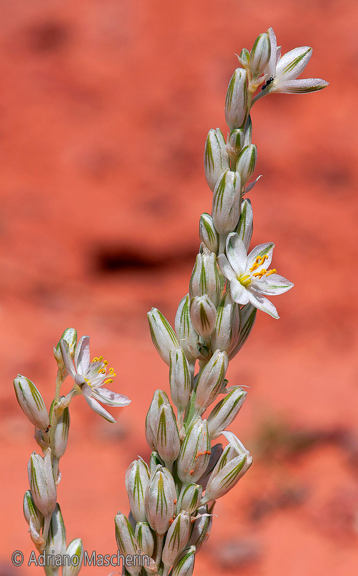 Eremocrinum Albomarginatumi - Sand Lily - Valley of Gods