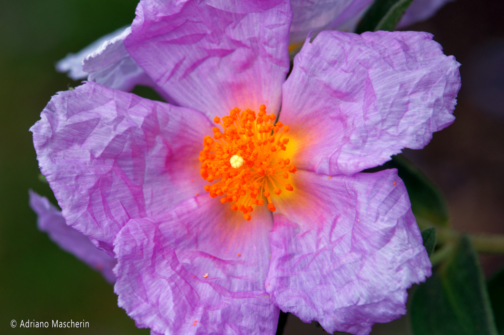 Orune - Cistus Incanus - Cisto Rosso