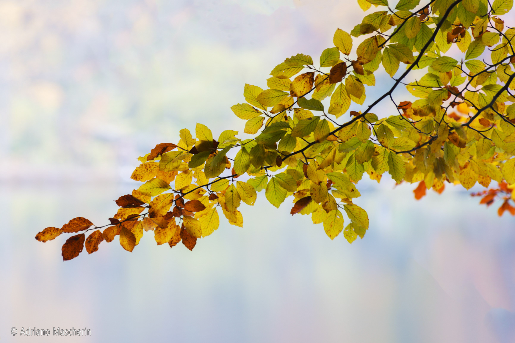 I colori delle foglie - The colors of the leaves