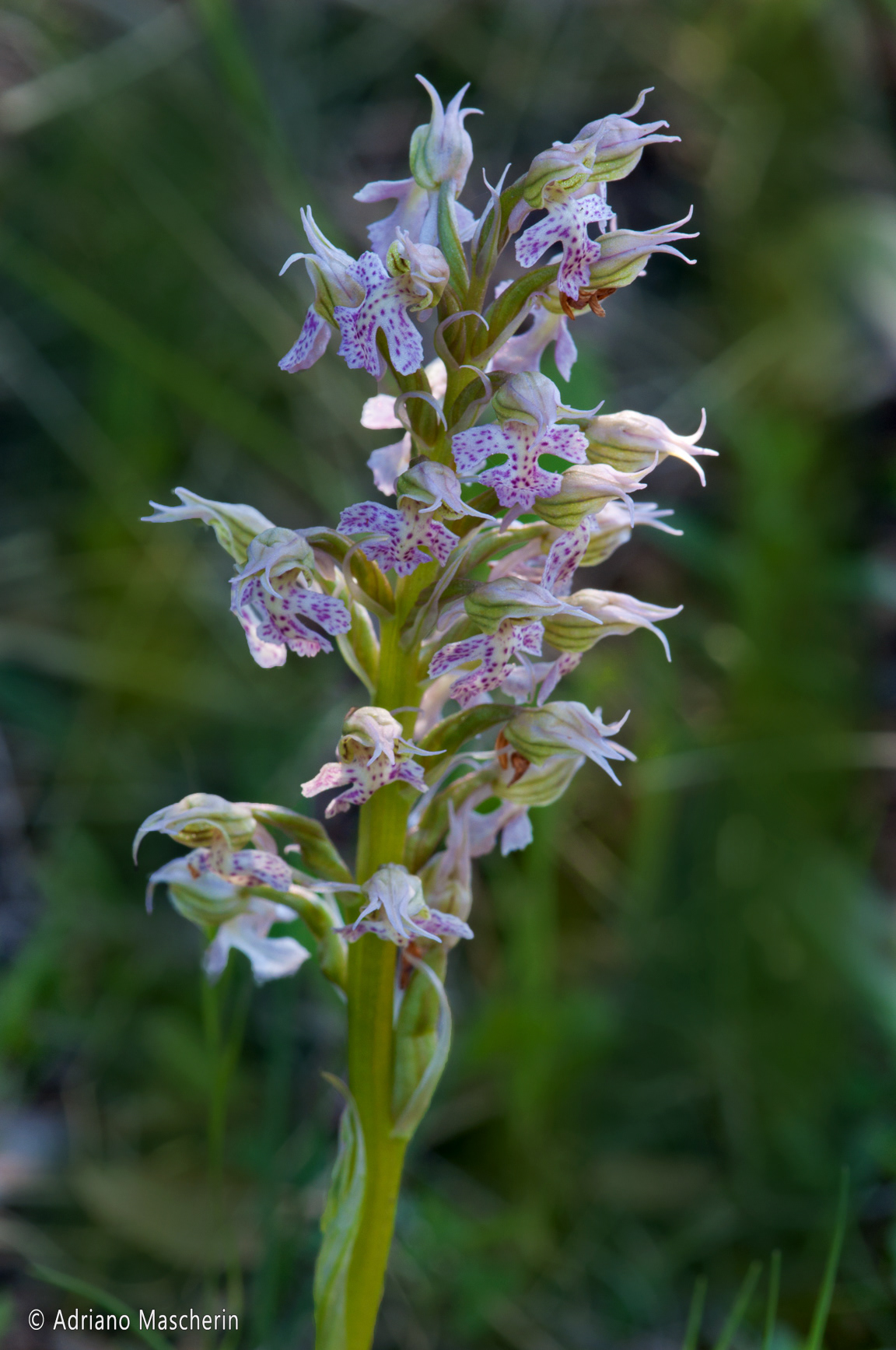Gesturi - Orchis Lactea