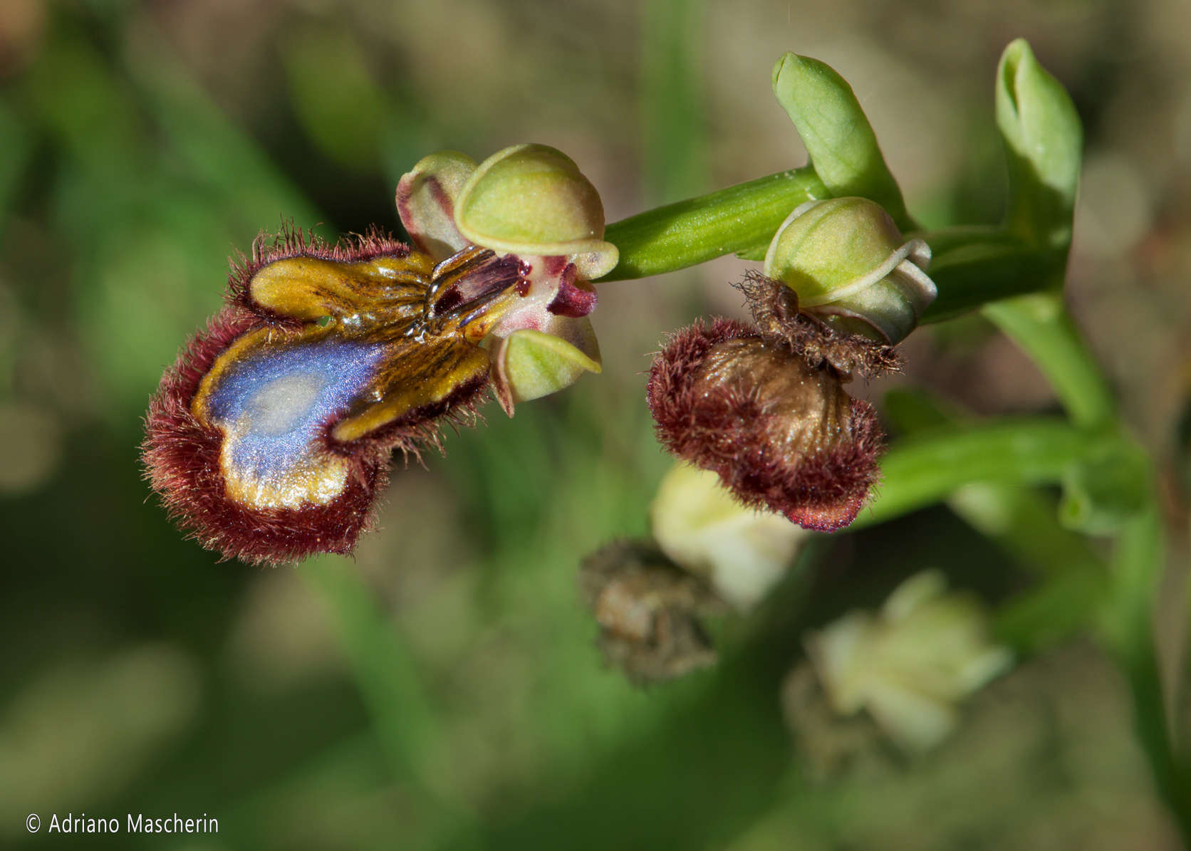 Gesturi - Ophrys Speculum