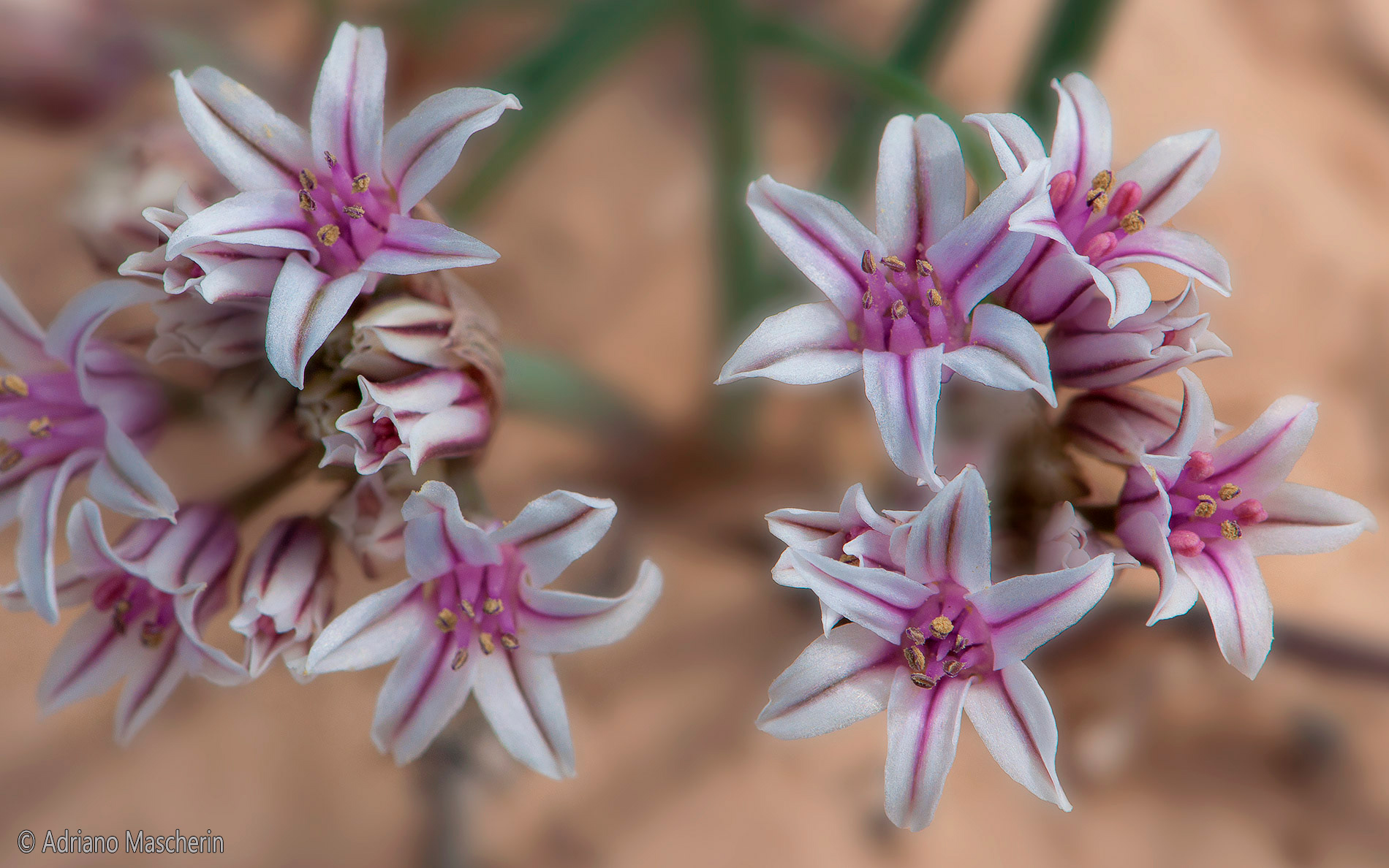 Allium Macropetalum - Large Petaled Onion - Staircase