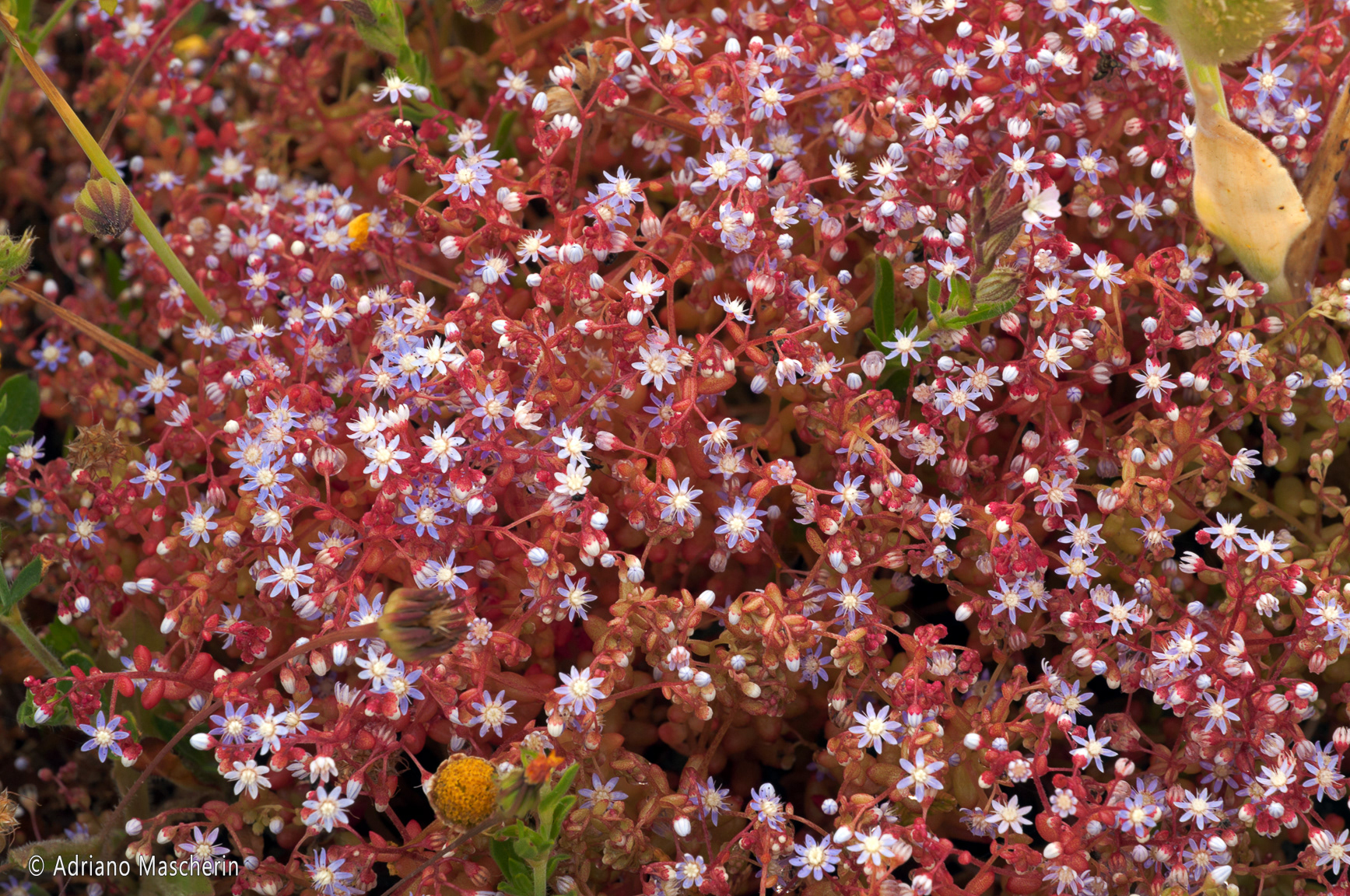 Punta Foghe - Sedum Caeruleum