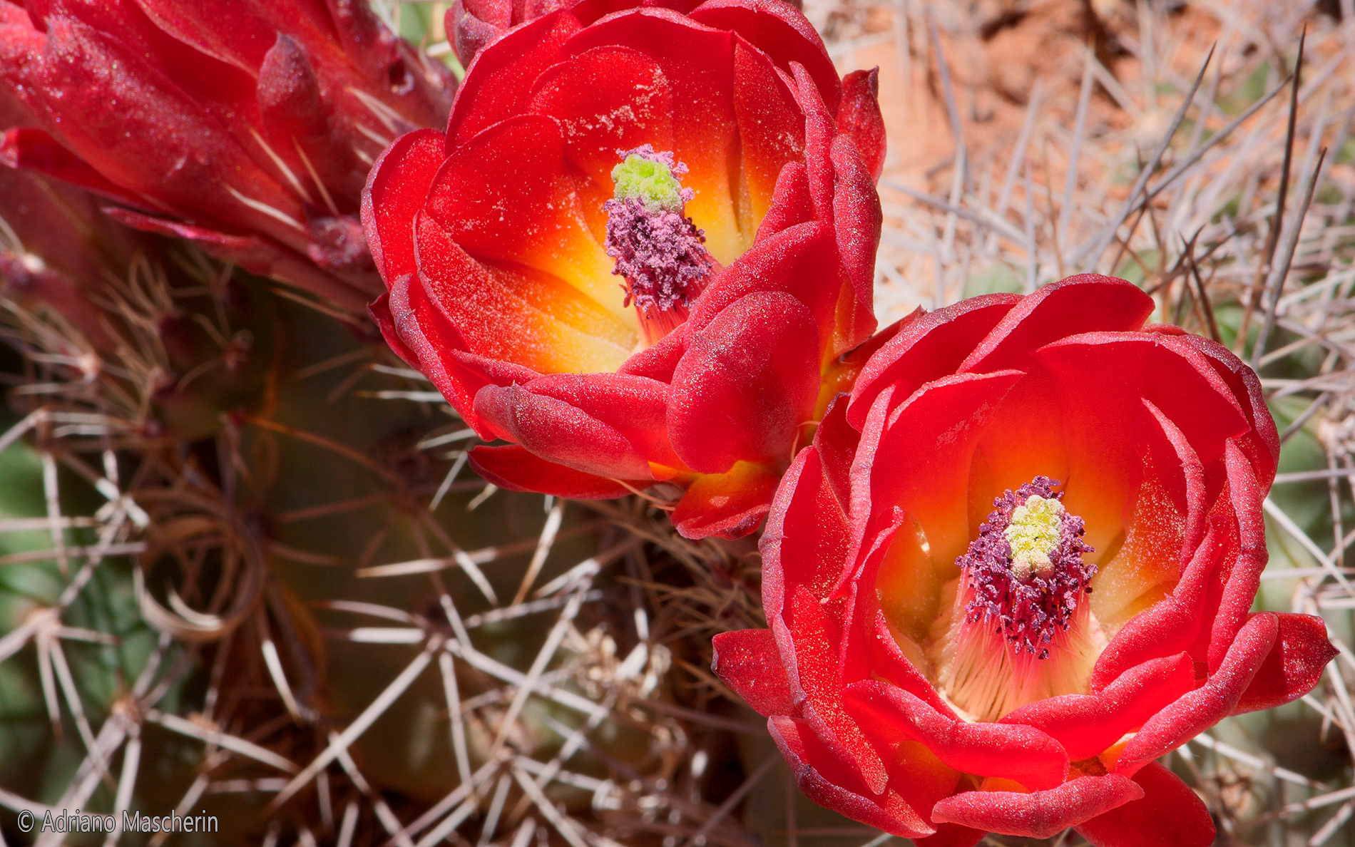 Echinocereus Triglochidiatus - Claret Cup Cactus - CapitolReef