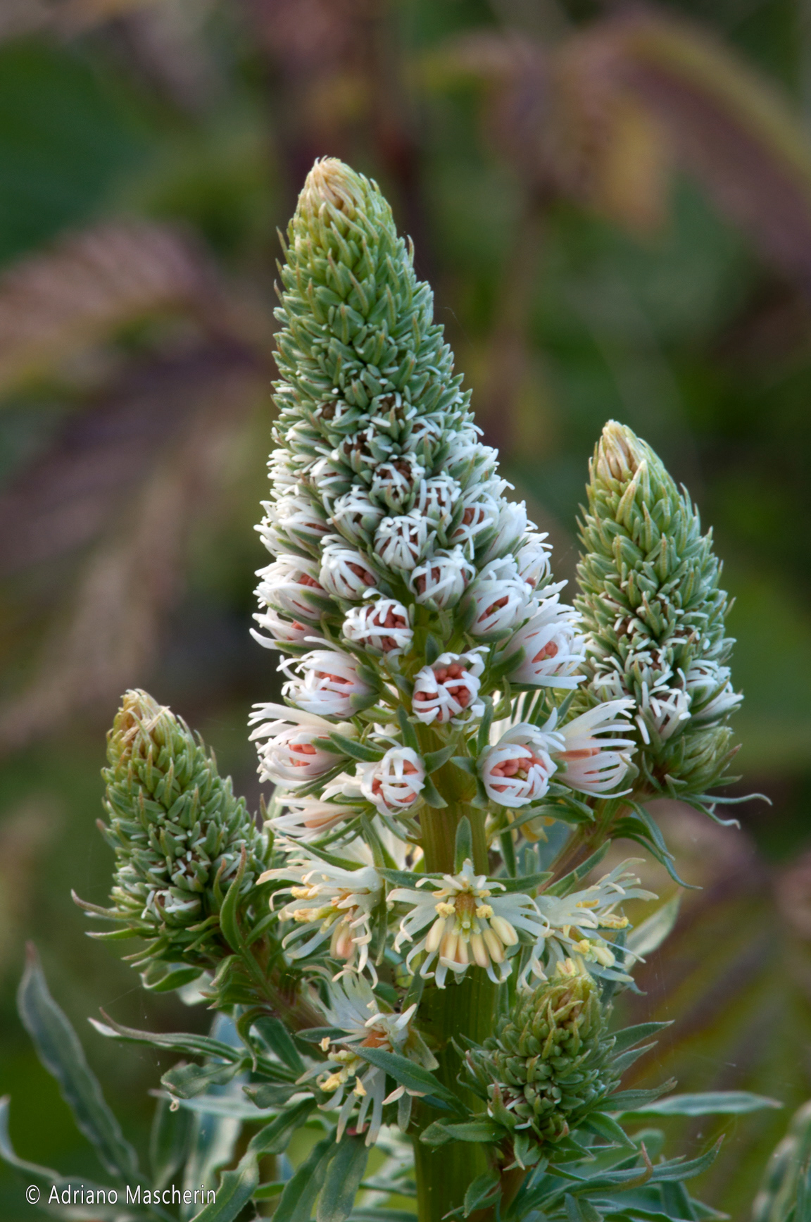 Gesturi - Reseda Alba - Erba Ruchetta