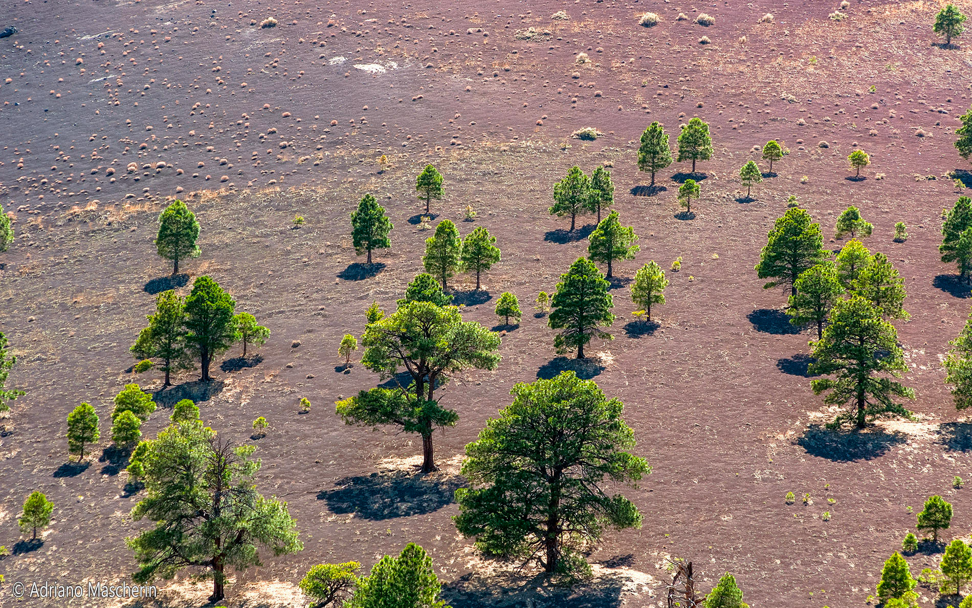 Trees that colonize the Sunset Crater
