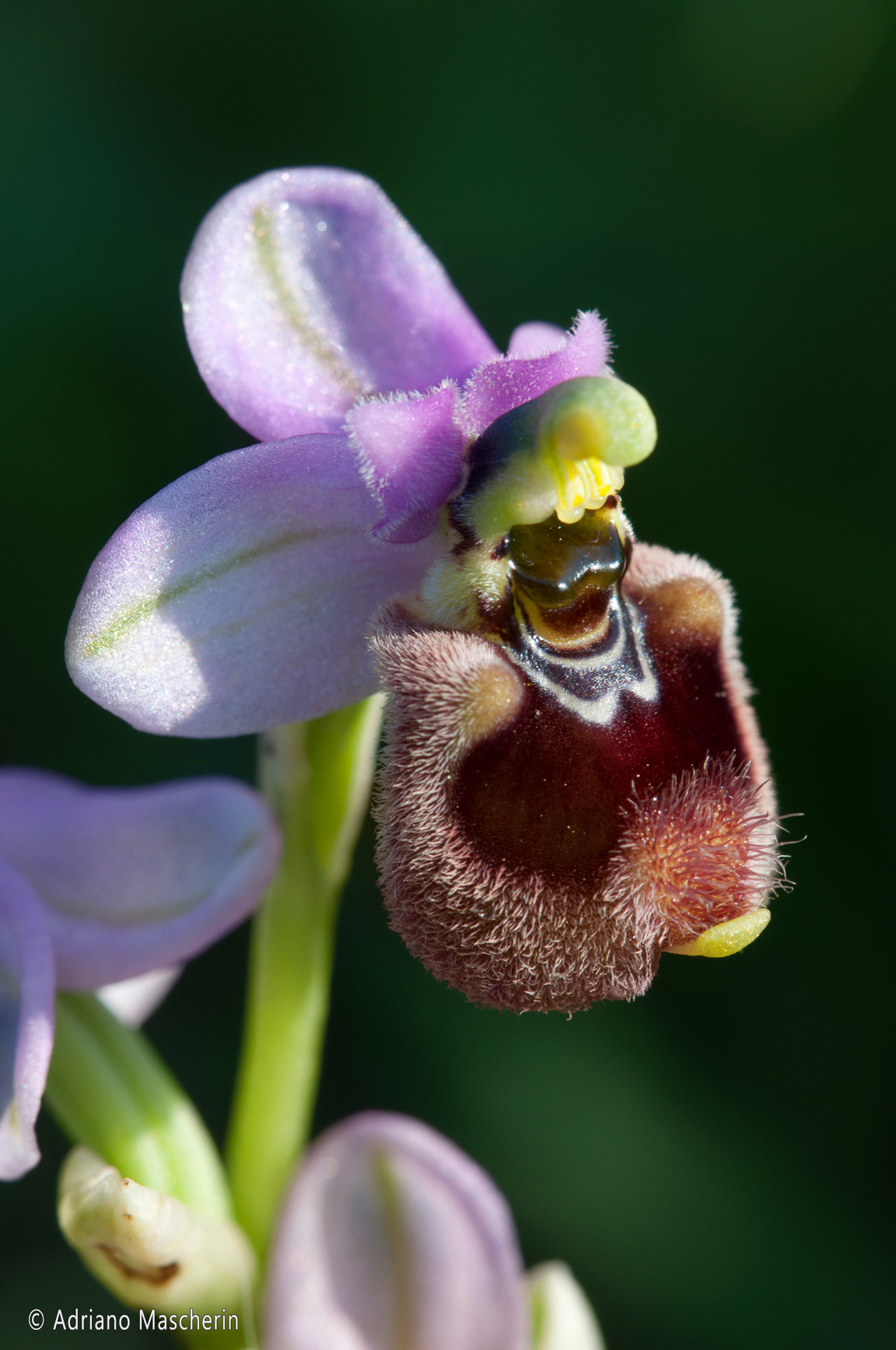 Bosa - Ophrys Chestermanii