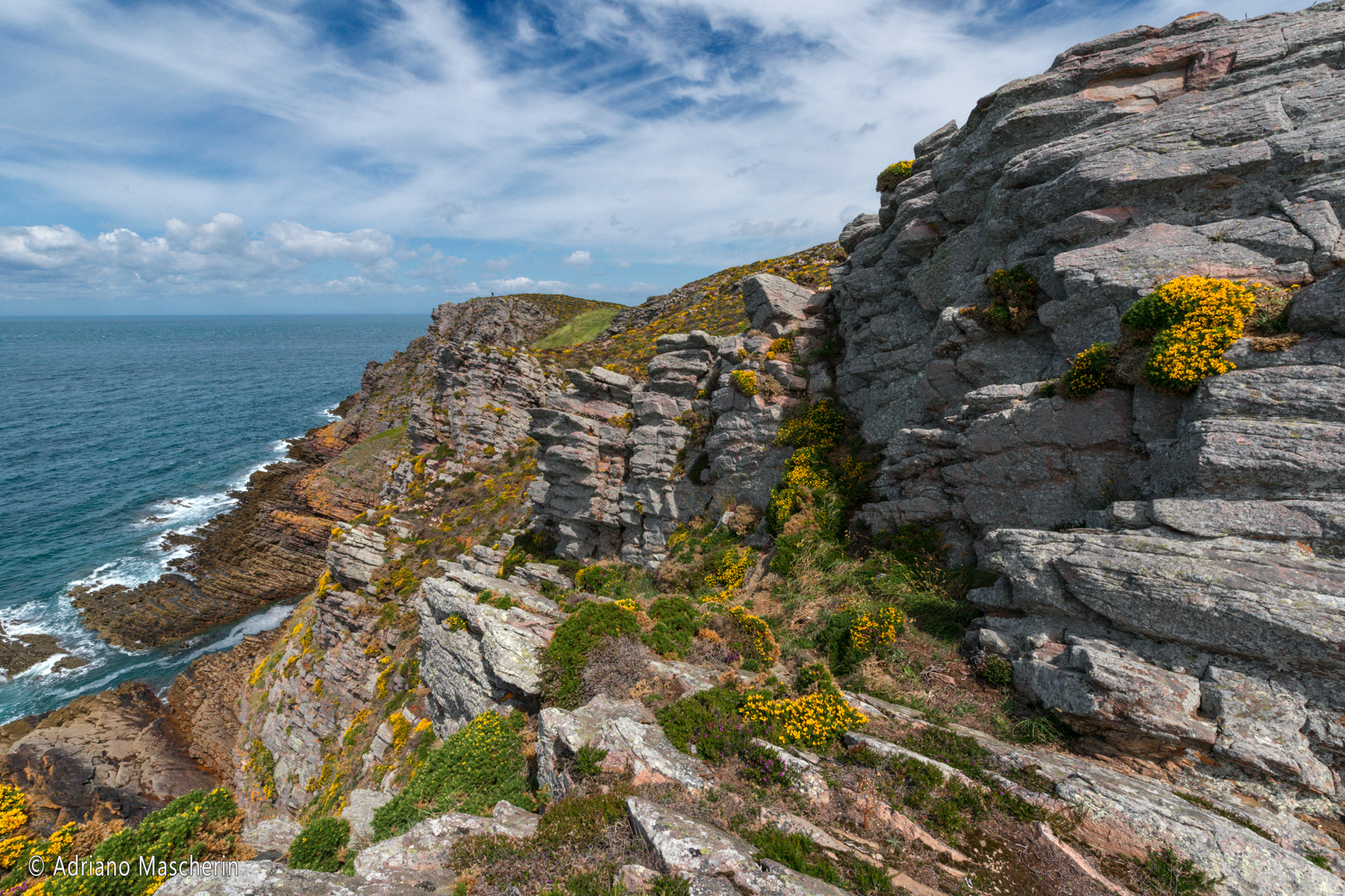 Cap Erquy - Fioriture ginestrone - Gorse blooms