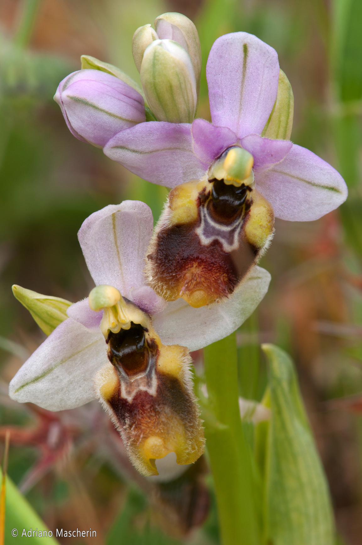 Fluminimaggiore - Ophrys Chestermanii