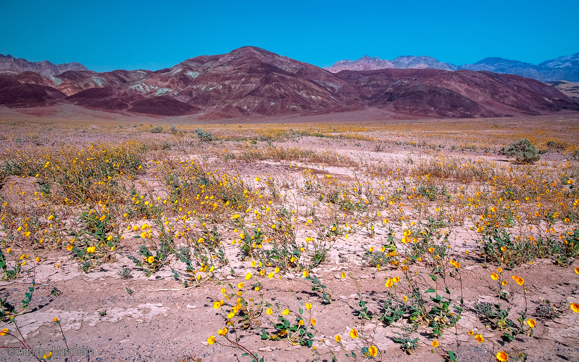Fioritura nella Death Valley - Blooming in Death Valley