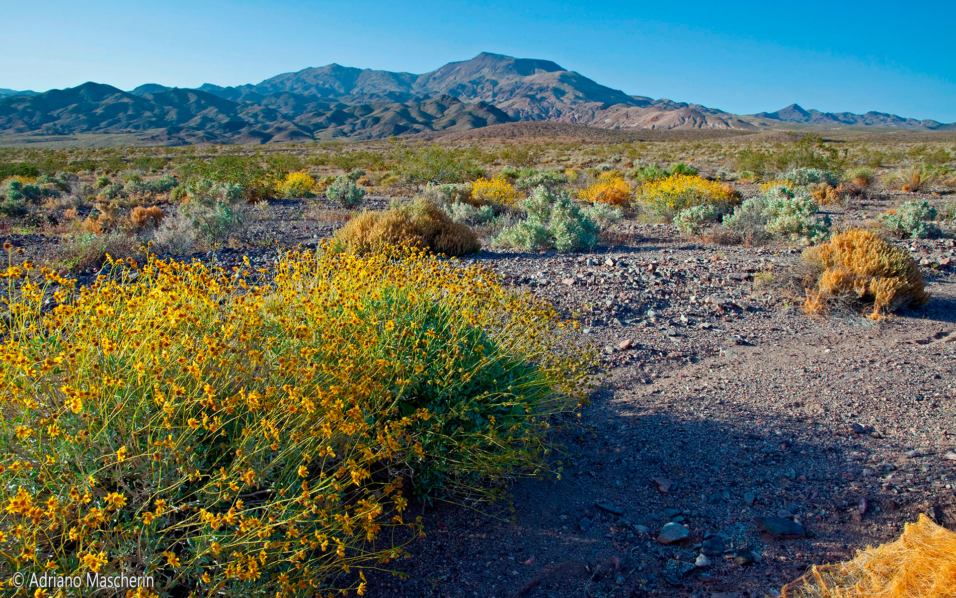 Blooming at Salsberry Pass - DeathValley NP