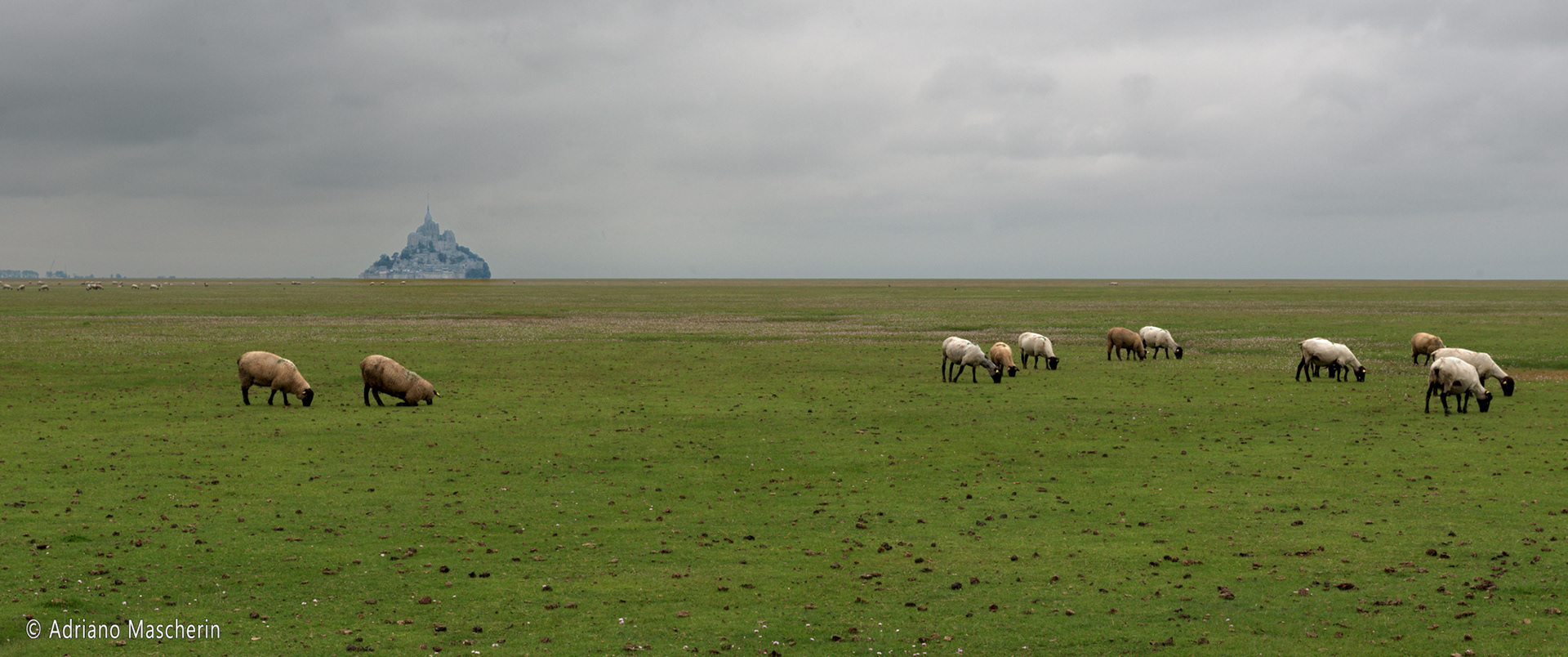 Mont St. Michel - Moutons des prés salés