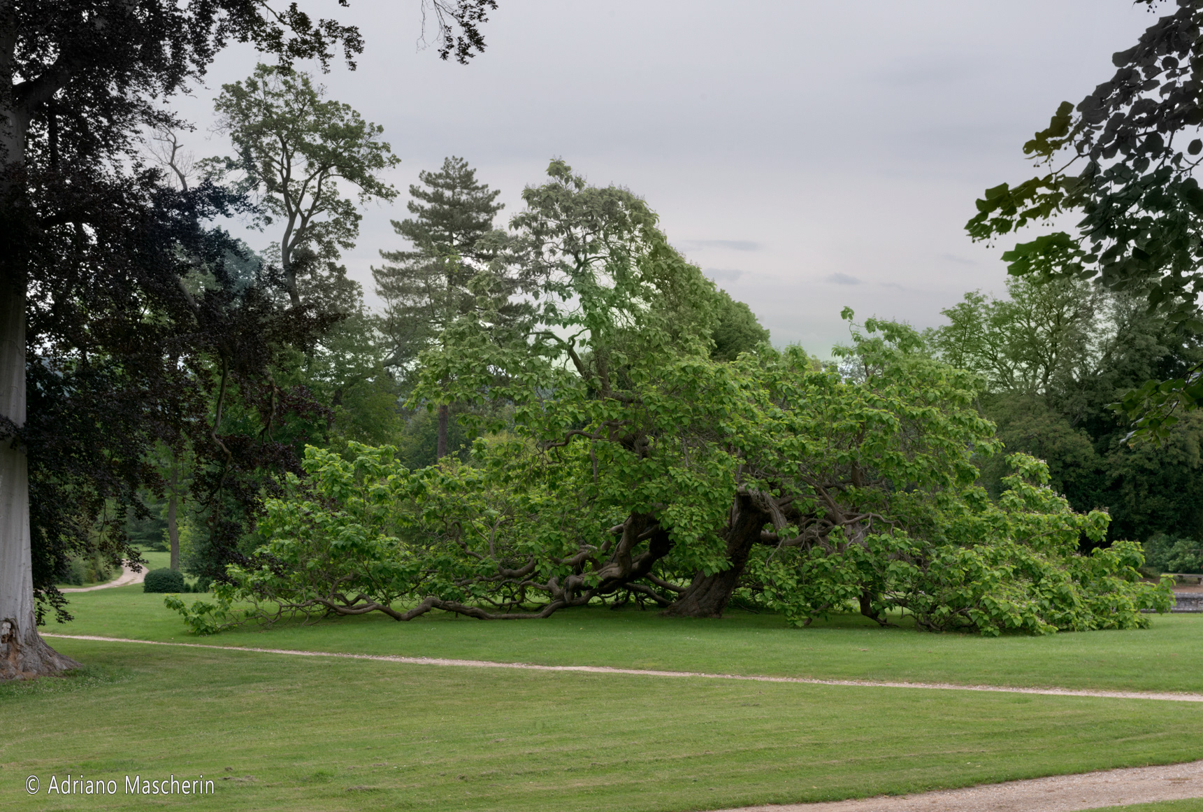 Vernon - Chateau de Bizy - Catalpa gigante -Giant catalpa