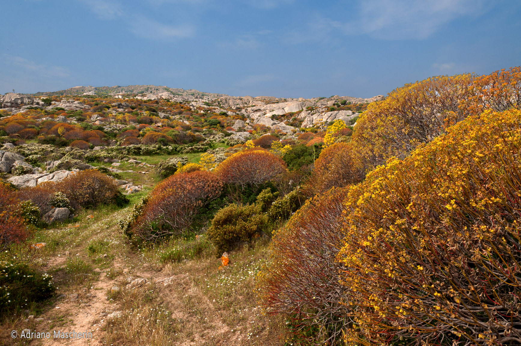 Asinara - Euforbia