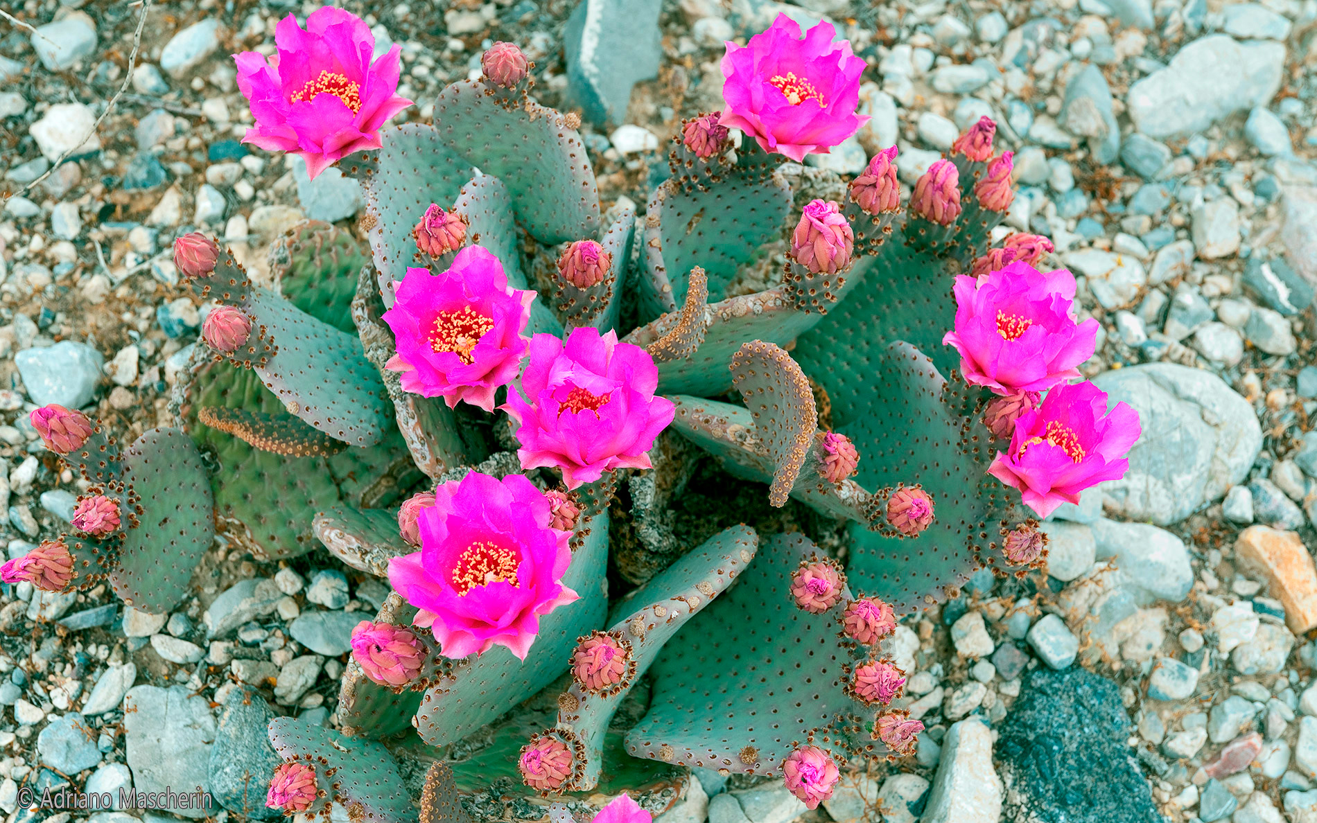 Opuntia Basilaris - Beavertail Cactus - Death Valley