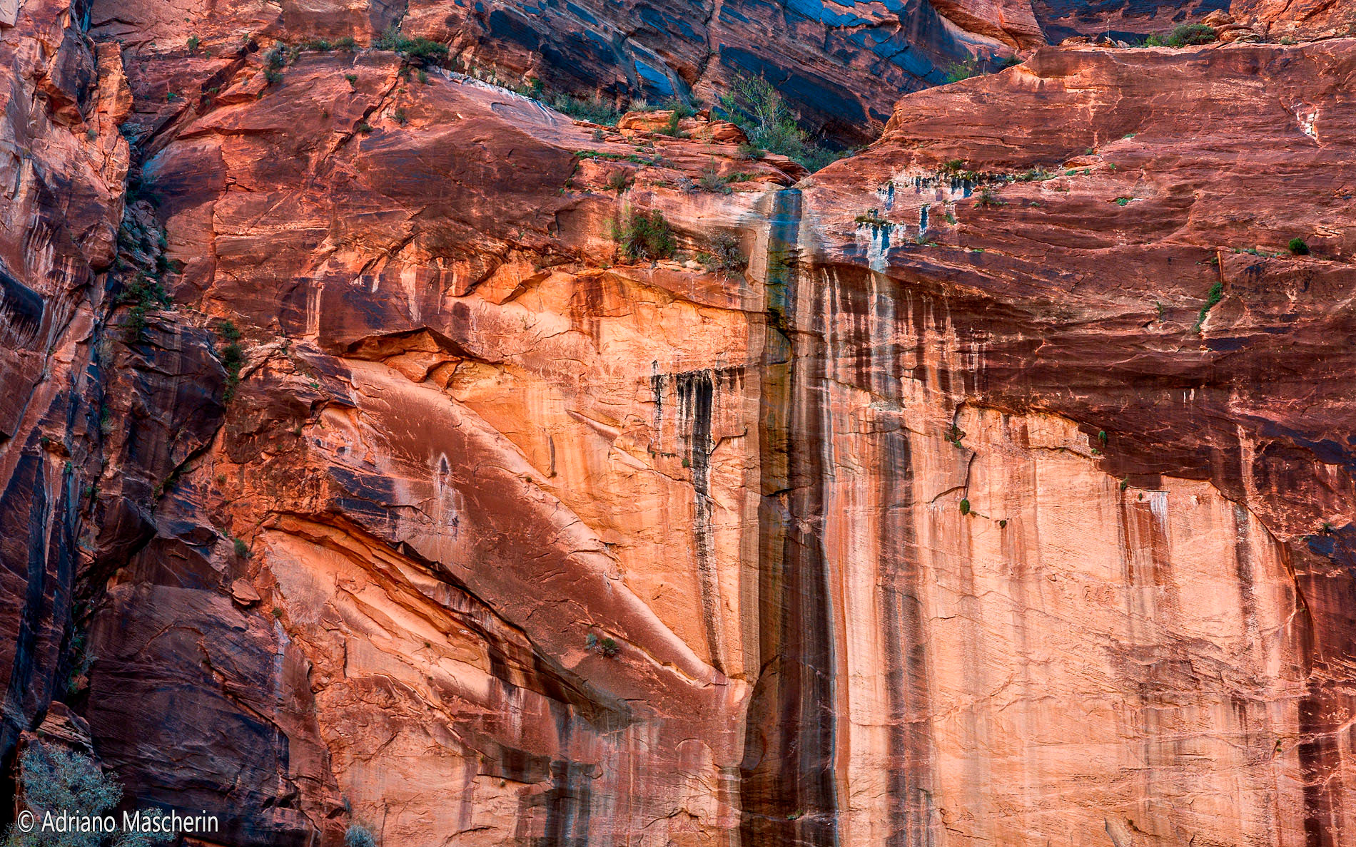 Weeping Rocks - Zion NP