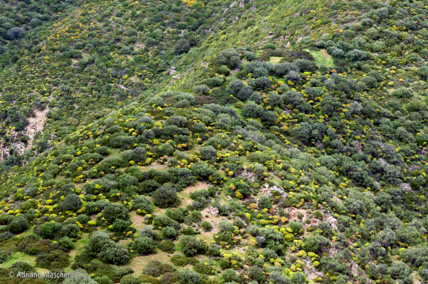 Orune - Colline fiorite - Flowering hills