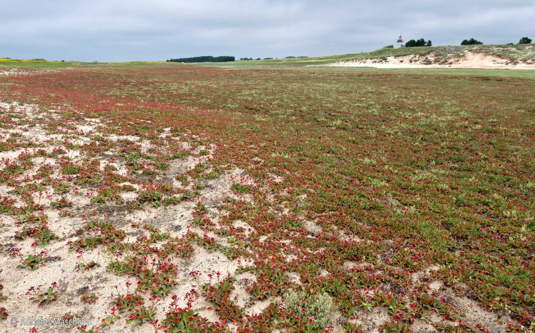 Coutanville - Faro du pointe d'Agon